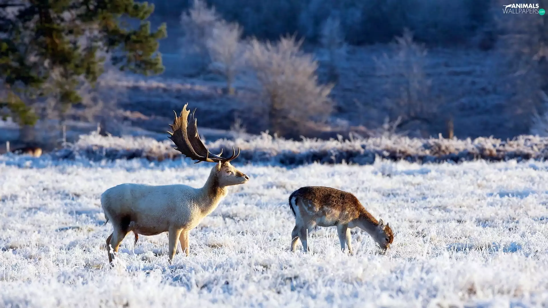deer, doe, White frost, winter, Meadow