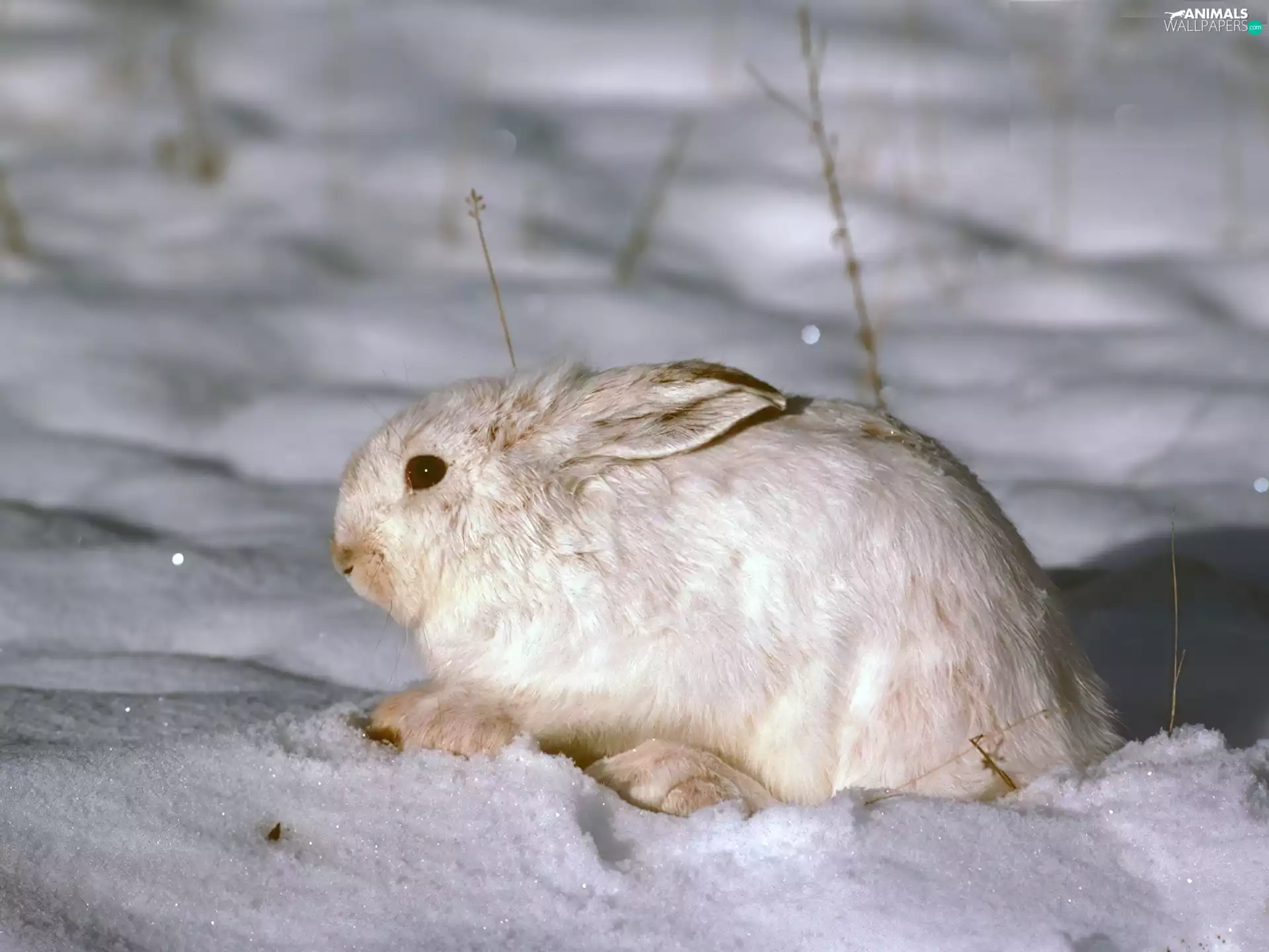 Rabbit, wild, snow, Frost