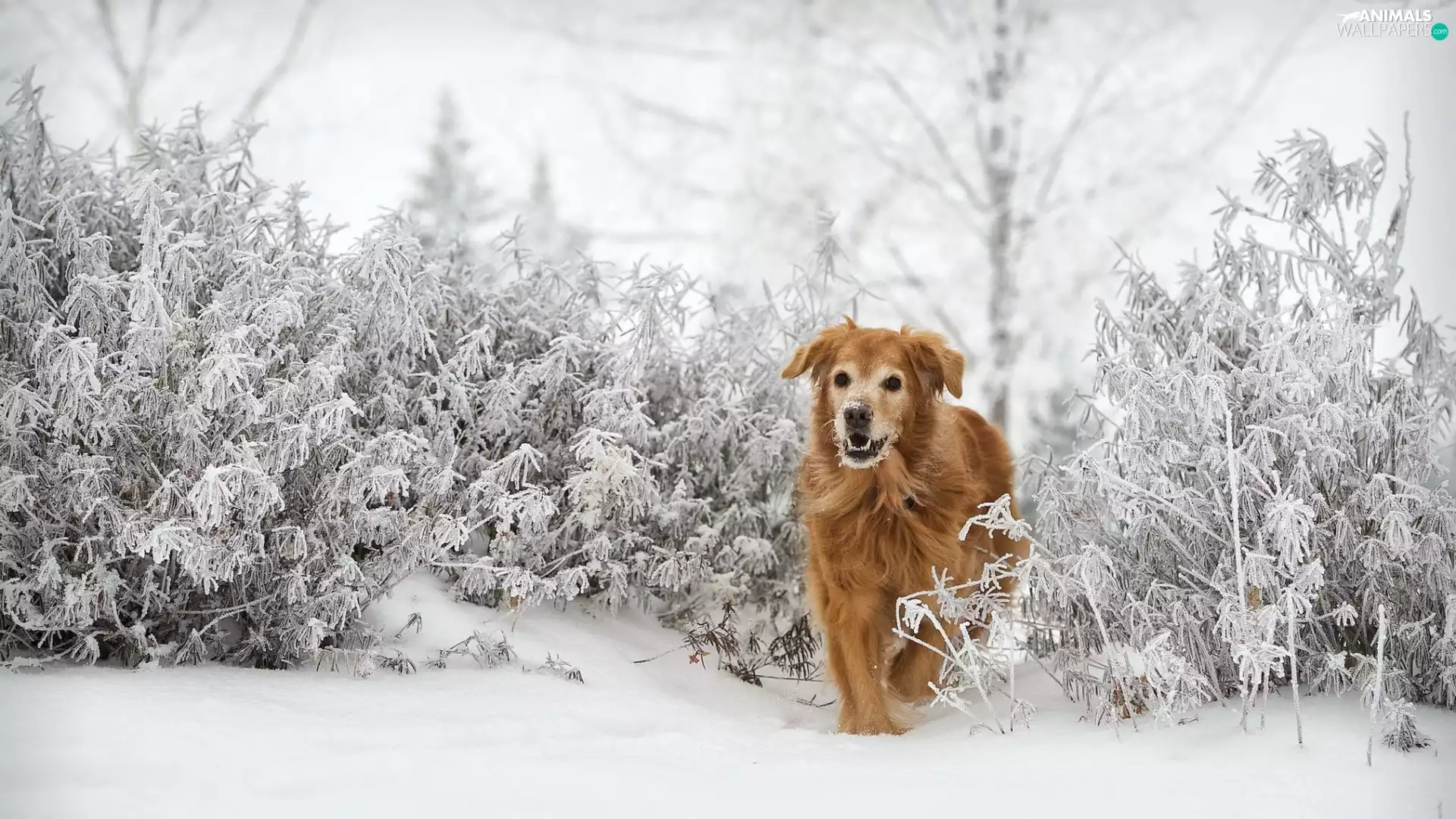 Golden Retriever, White frost, Bush, winter