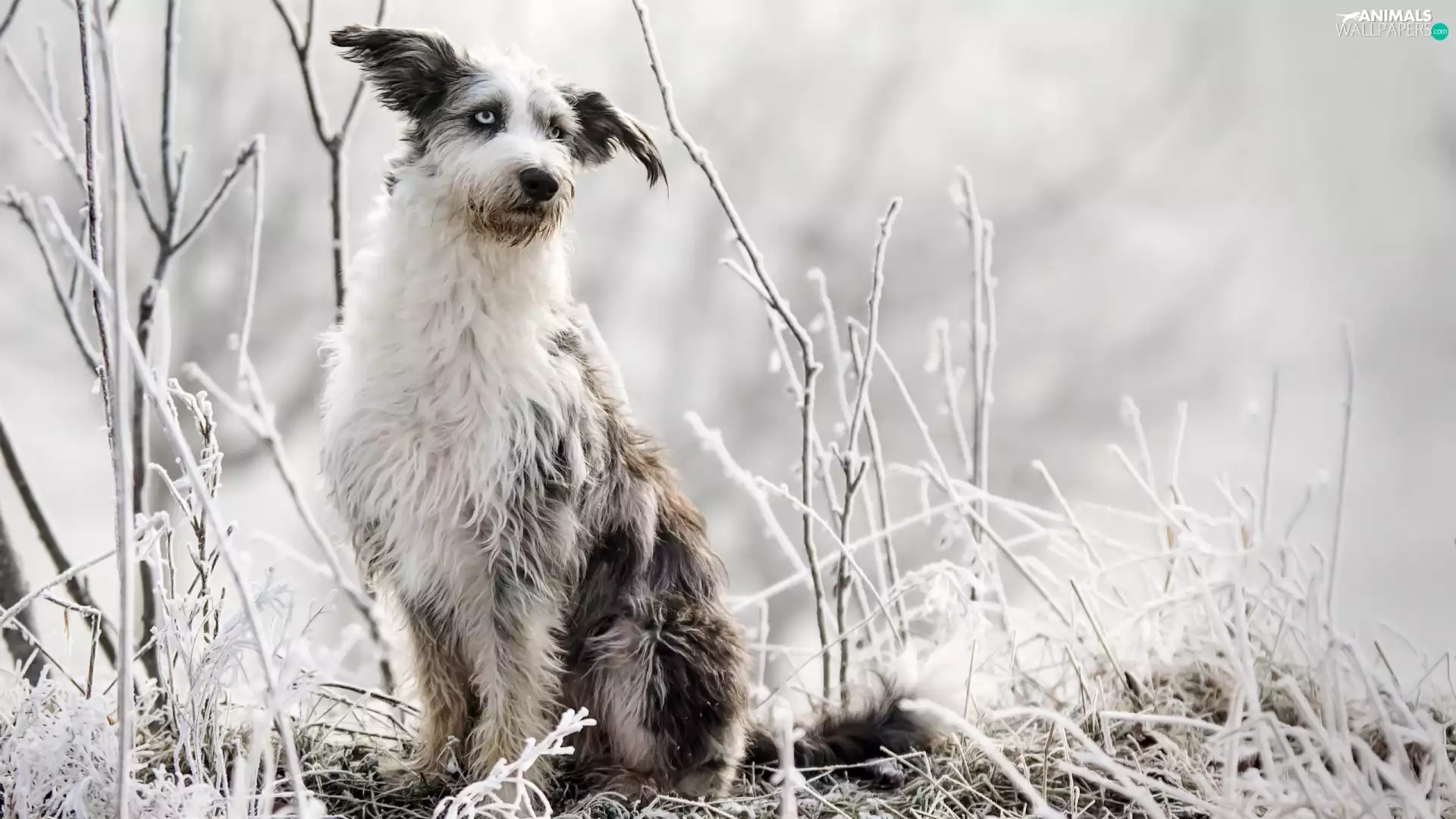 dog, grass, Plants, frosted