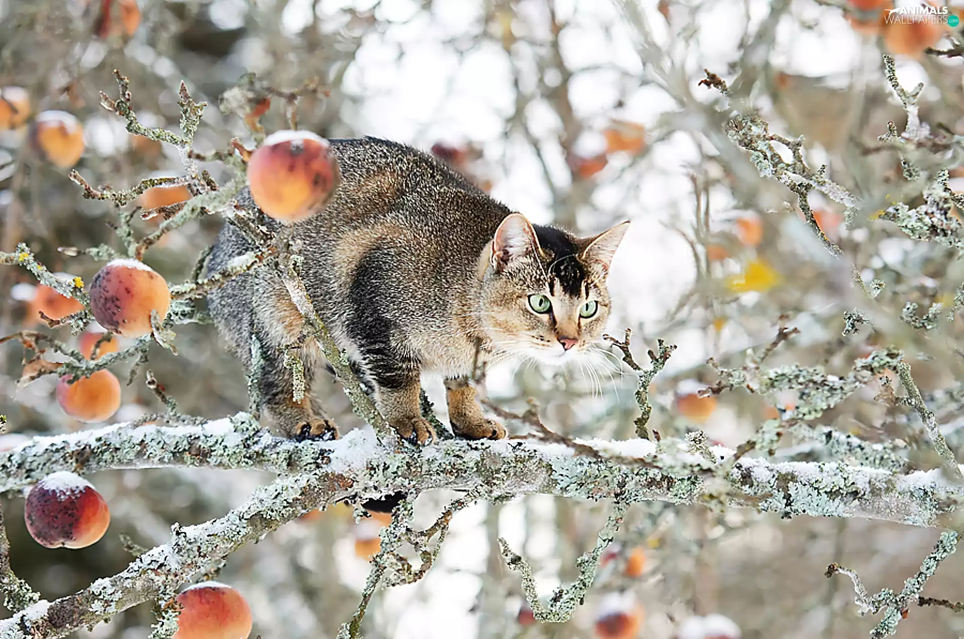 cat, trees, Fruits, frosty
