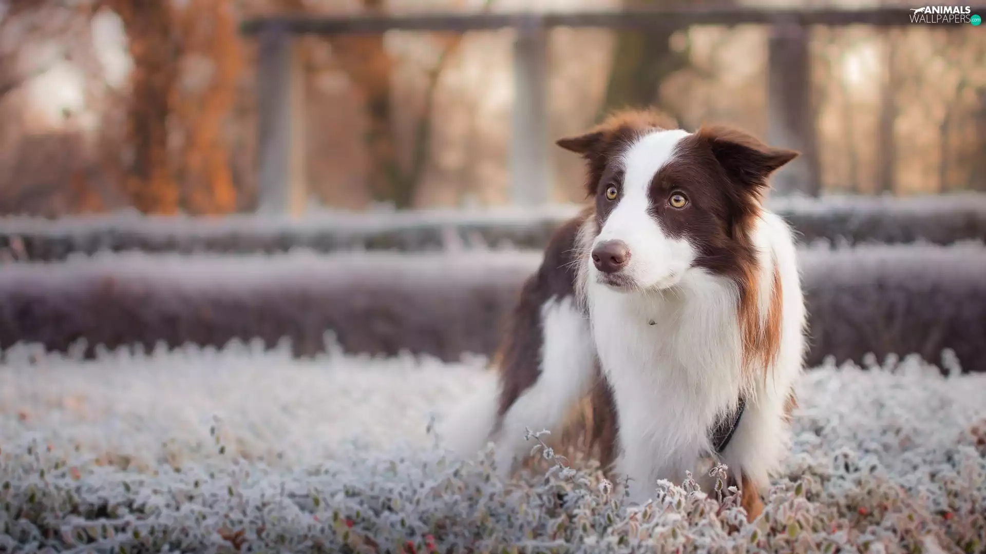dog, frosty, Plants, Border Collie