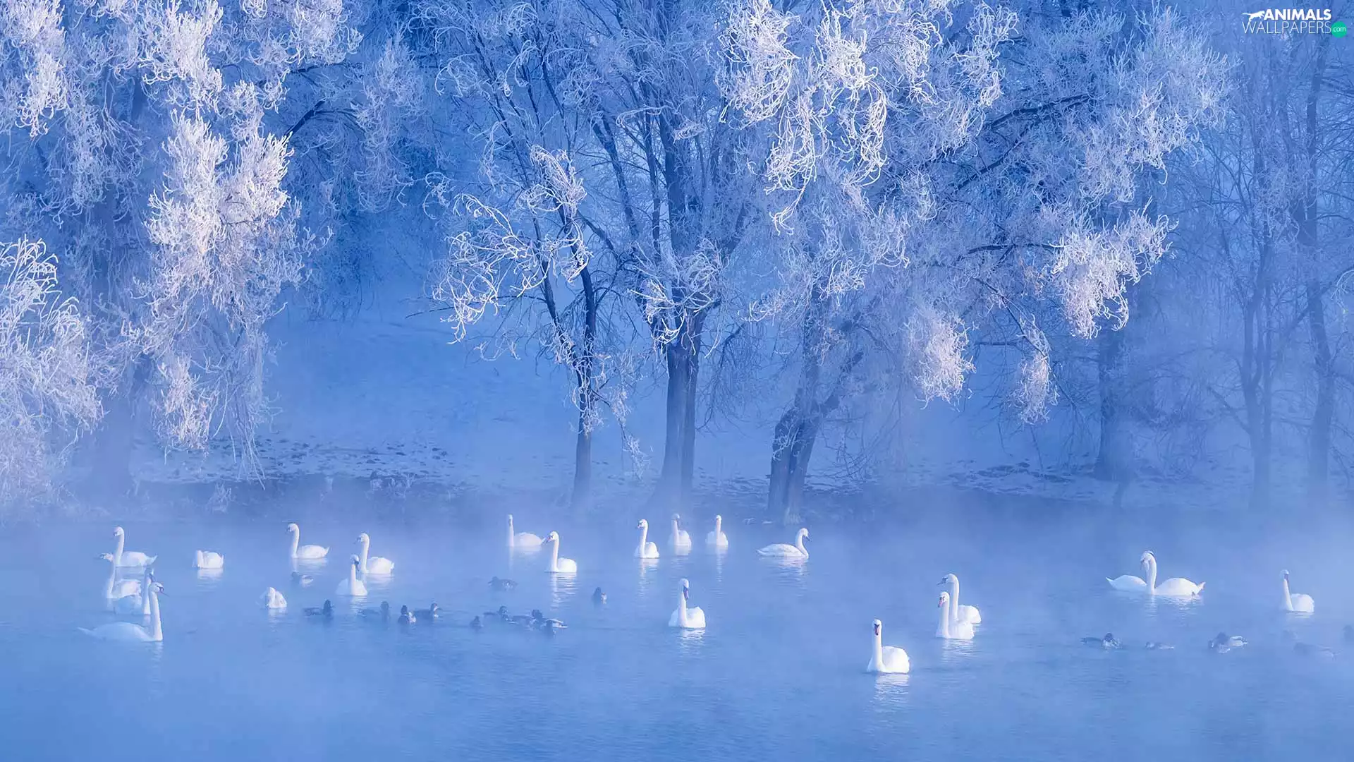 Fog, Swan, viewes, ducks, trees, lake, winter, frosty
