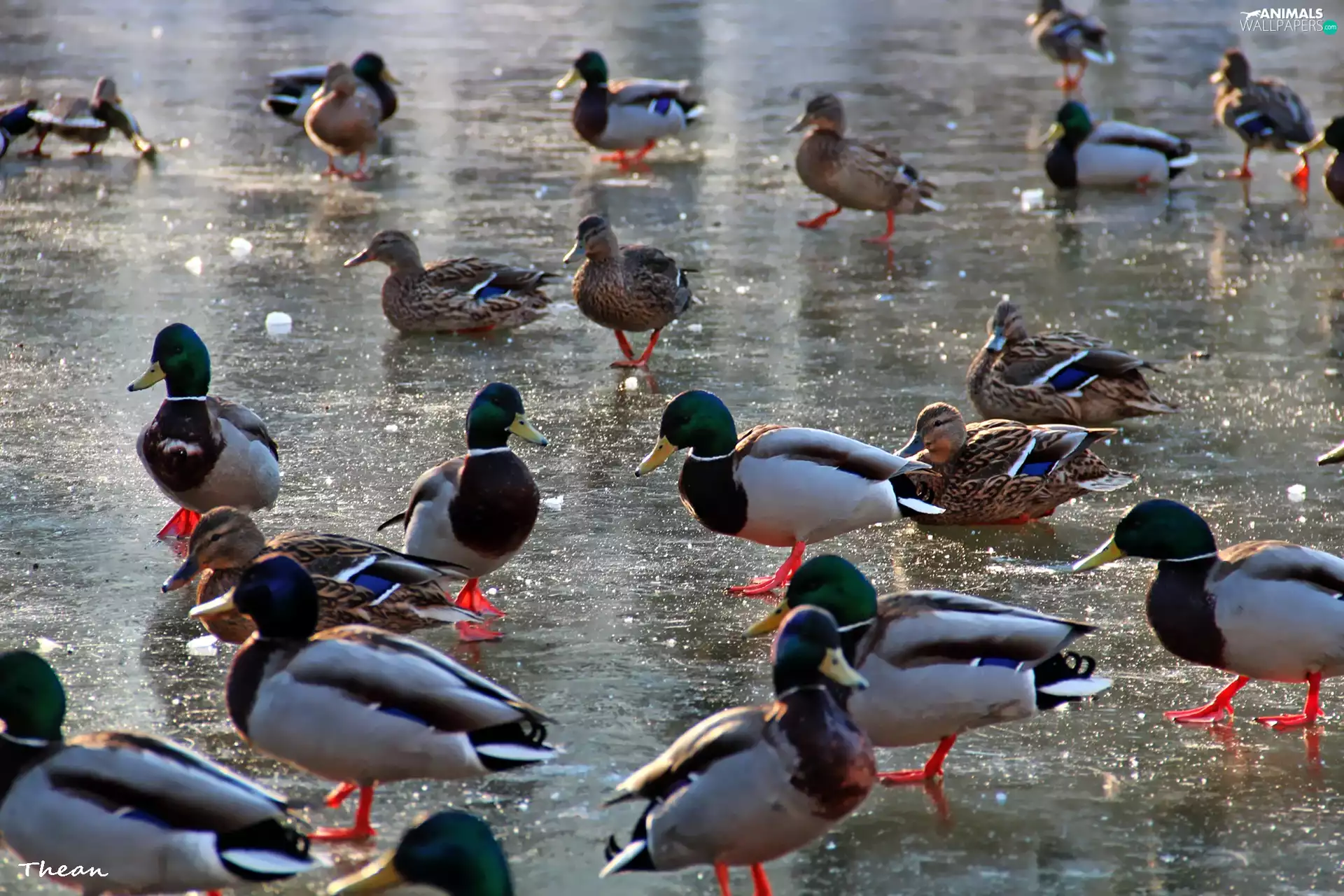 ducks, frozen, Pond - car, Crosswords
