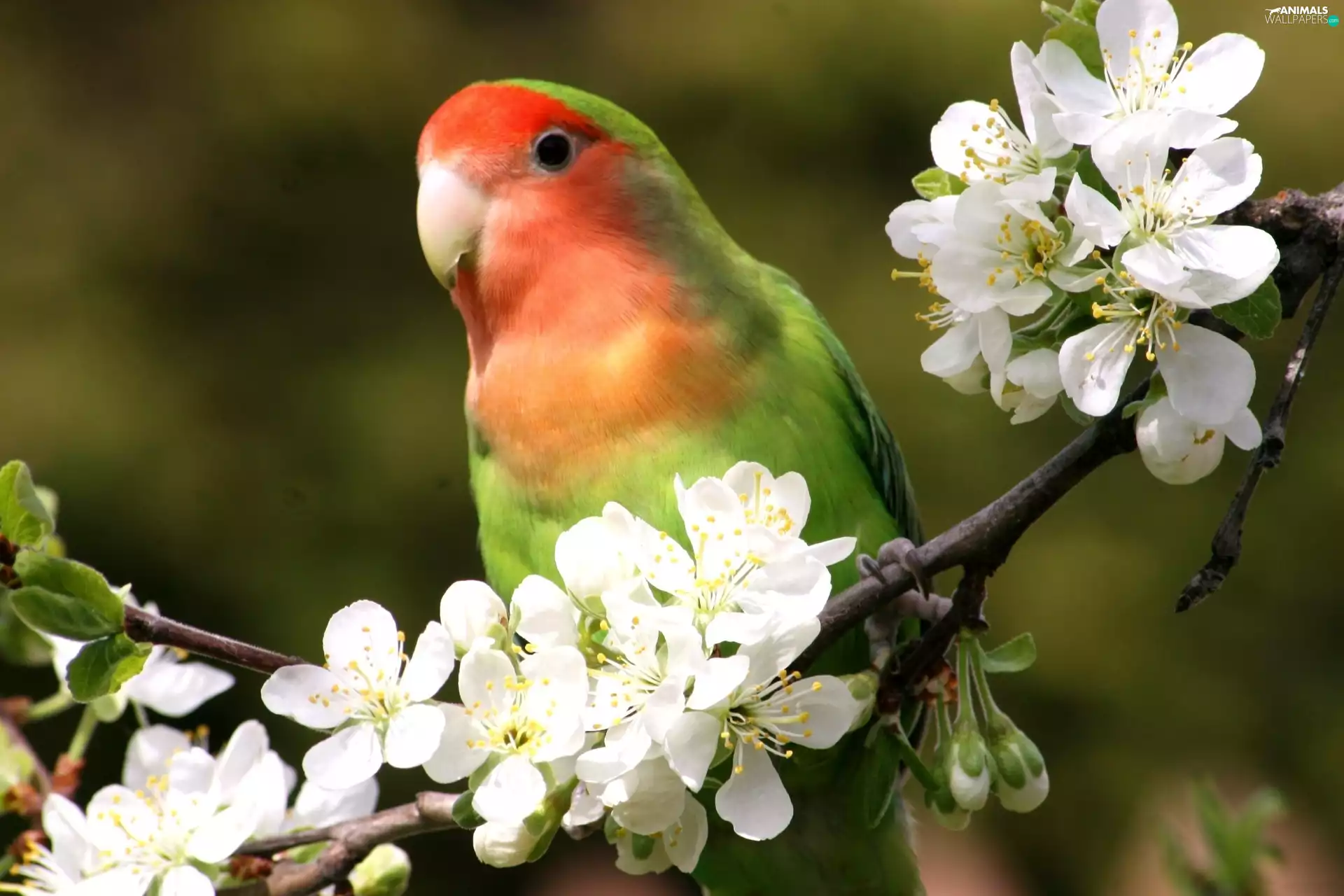 viewes, fruit, Flowers, trees, parrot