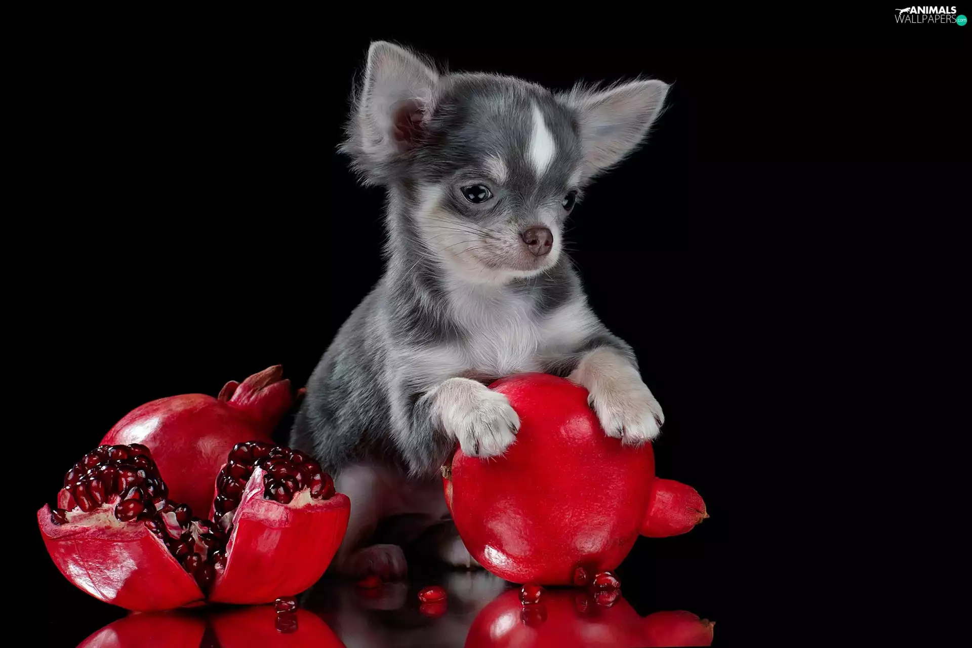 Chihuahua, Fruits, navy blue, dog