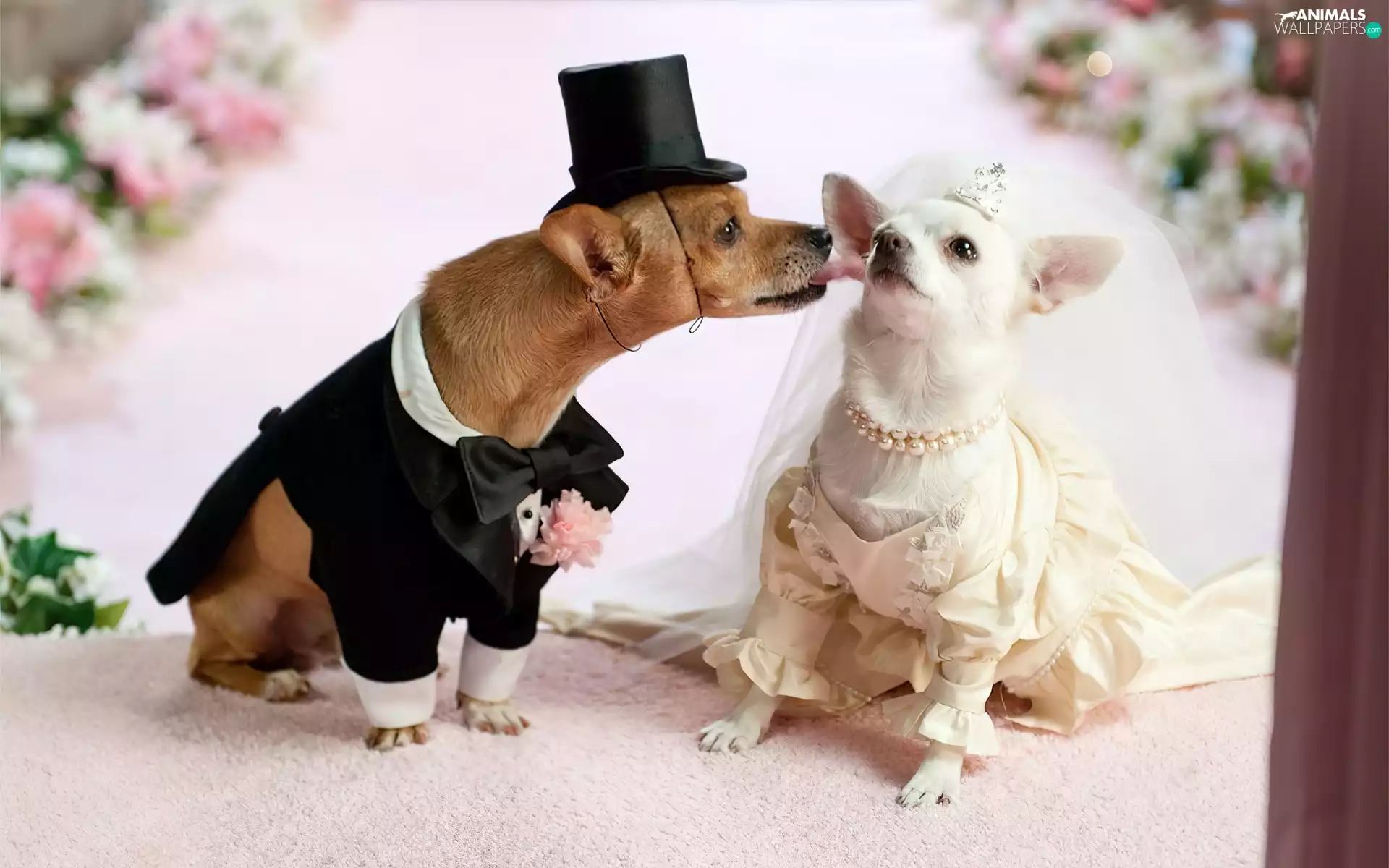 marriage, full dress, veil, puppies