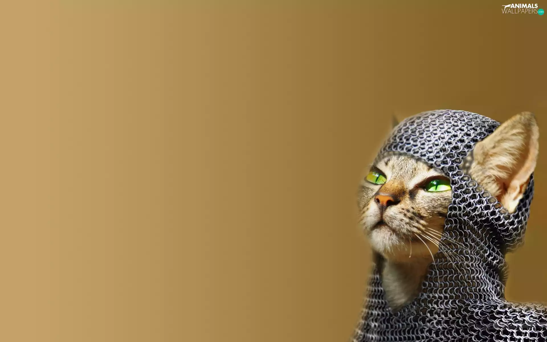 fun, cat, hauberk