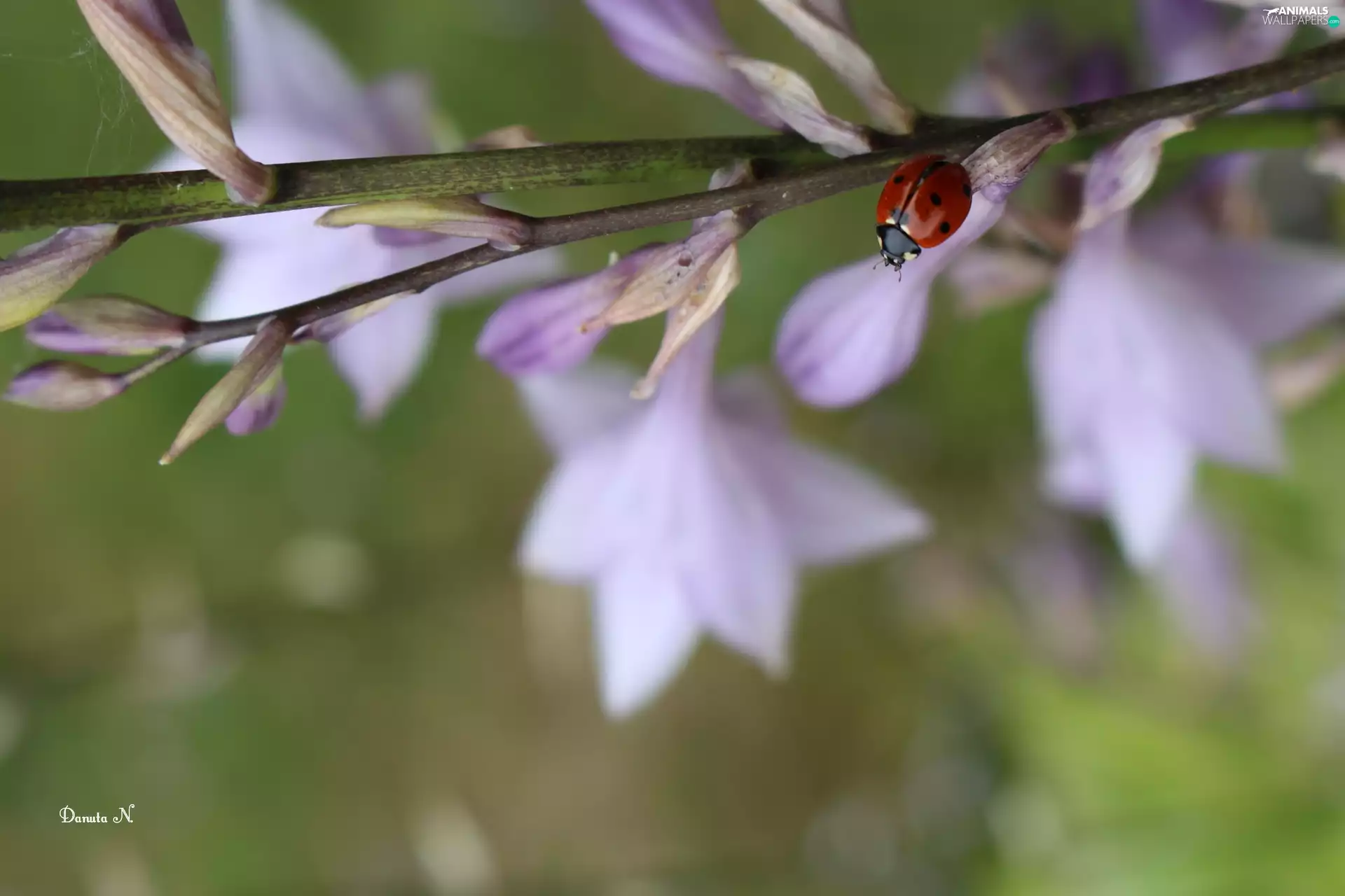 Flowers, Funkia, twig, purple, ladybird