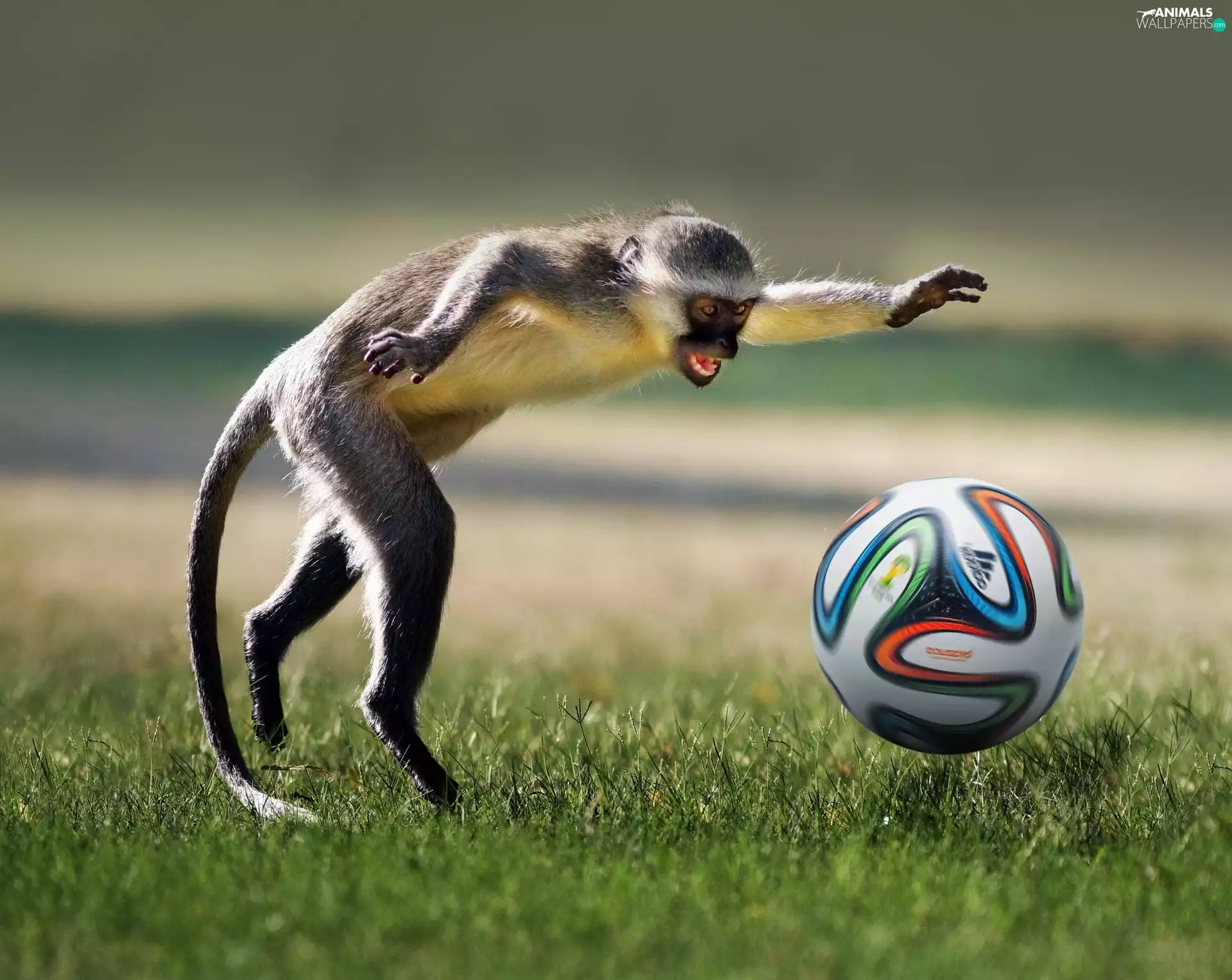 football, Funny, Ball, grass, Monkey