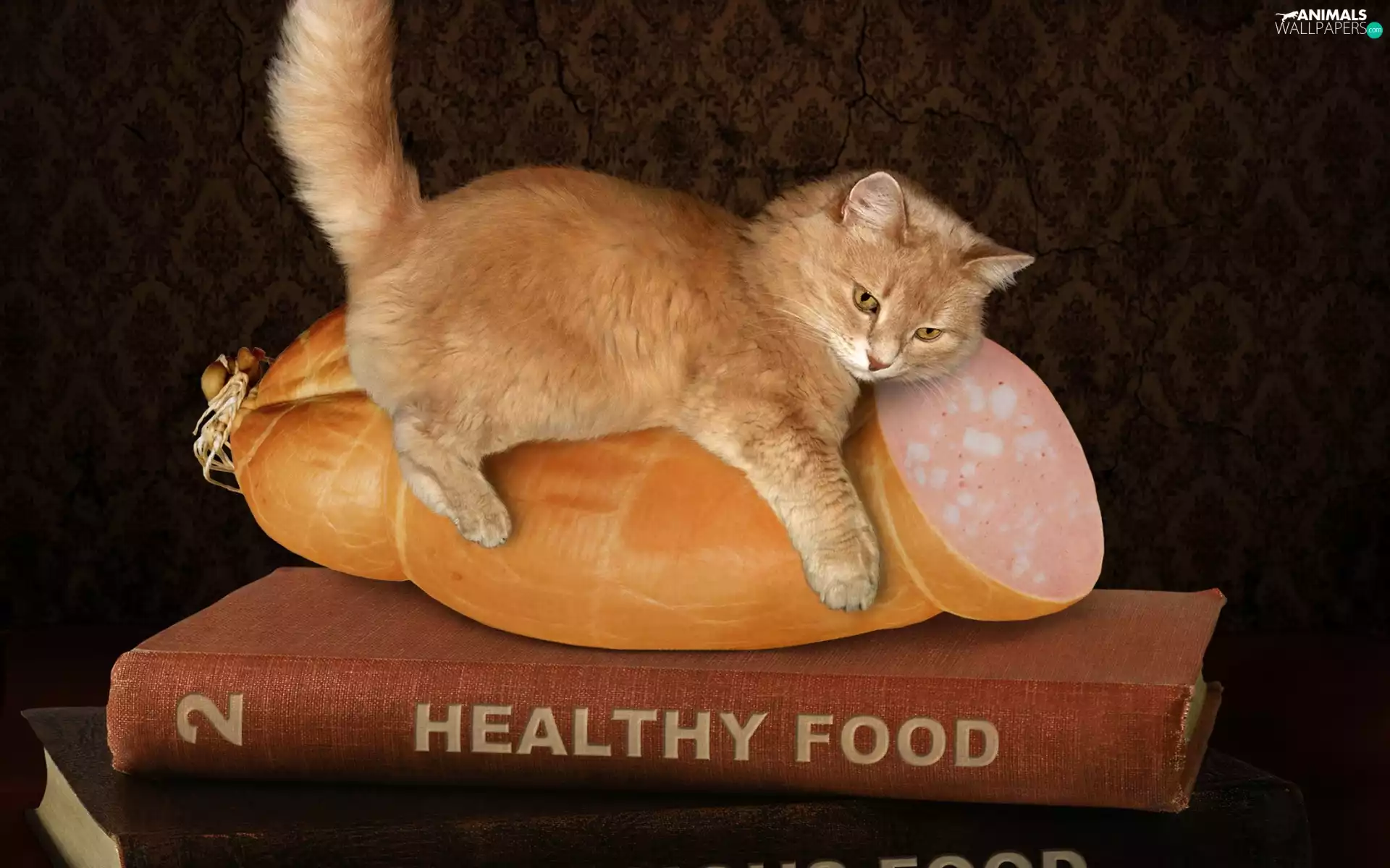 Books, Funny, cat, sausage, ginger