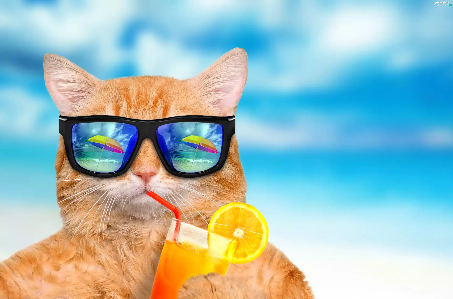 Glasses, ginger, juice, Funny, cup, cat