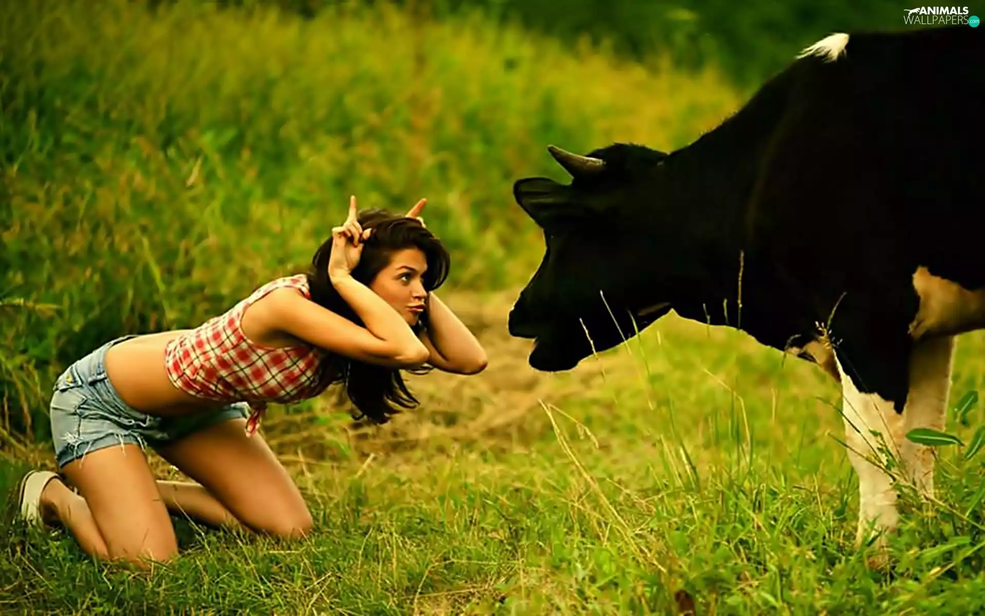 Funny, Women, Cow