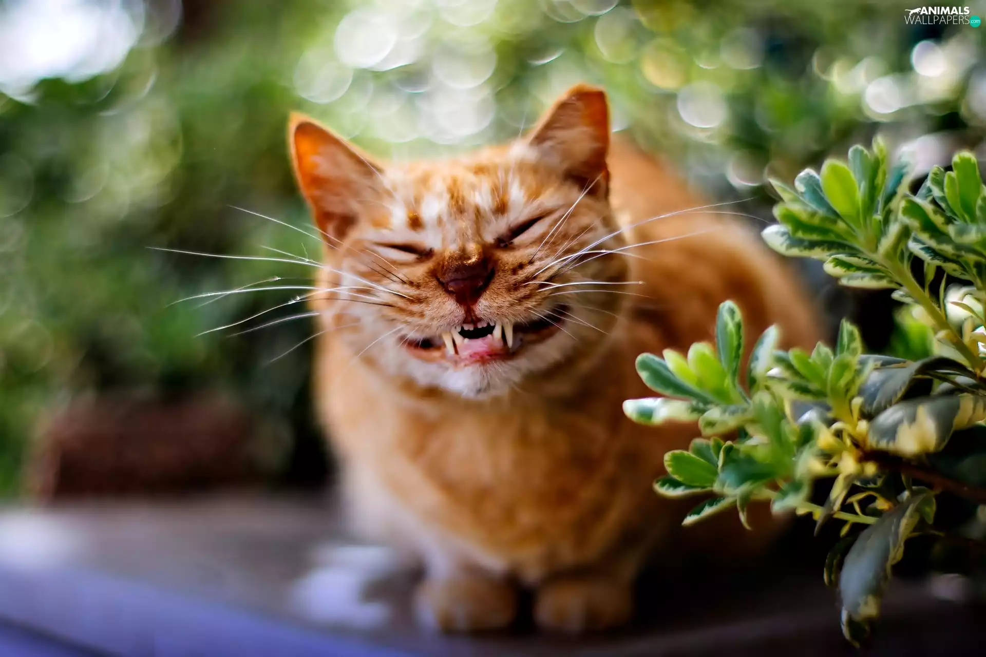 Twigs, Funny, ginger, cat, smiling