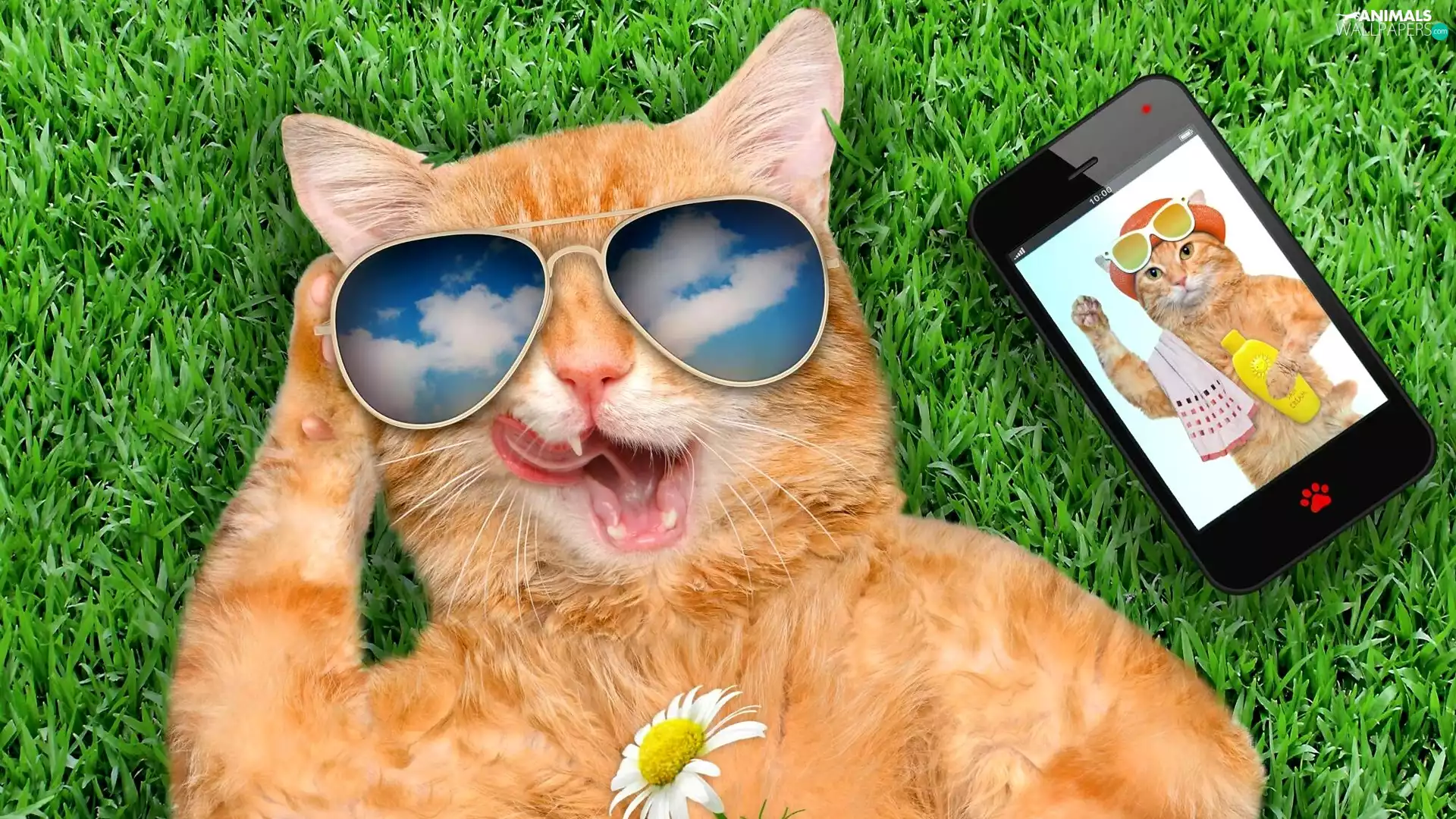 grass, Funny, Glasses, Telephone, cat
