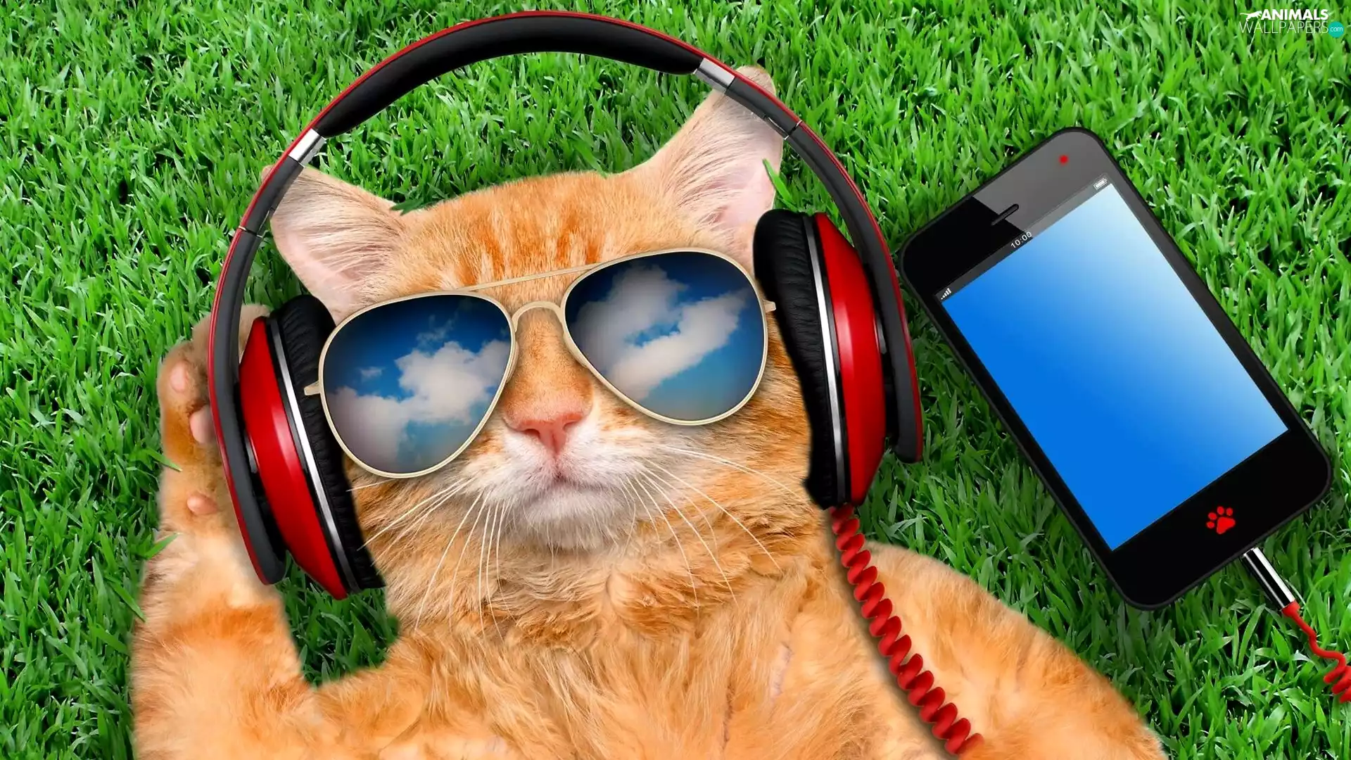 Glasses, cat, grass, Funny, Telephone, HEADPHONES