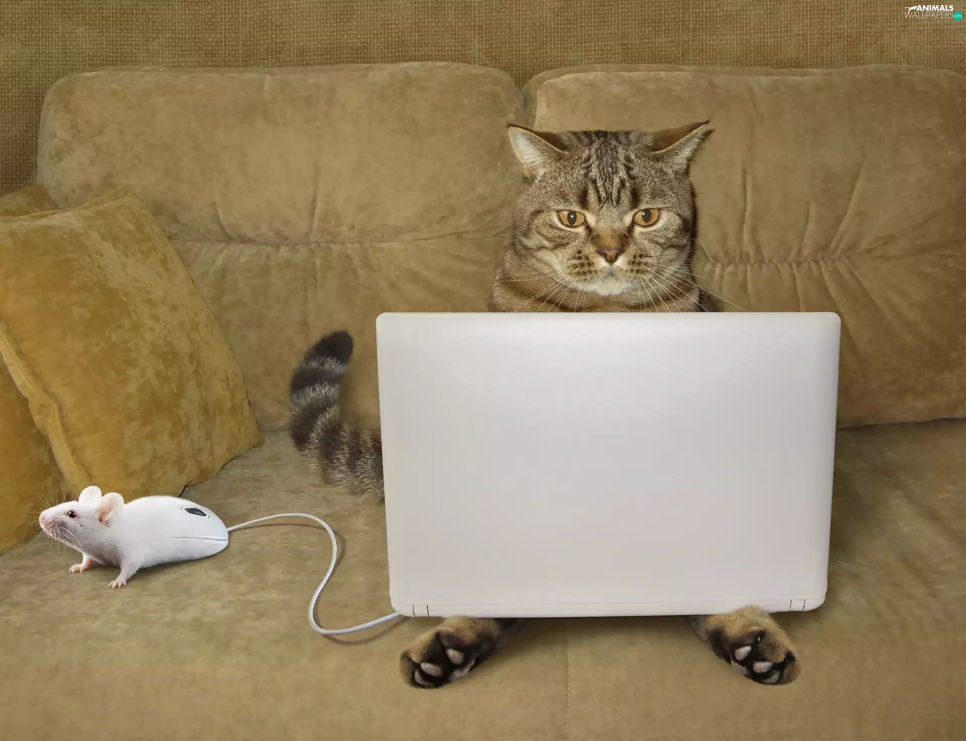 Sofa, Funny, laptop, mouse, cat