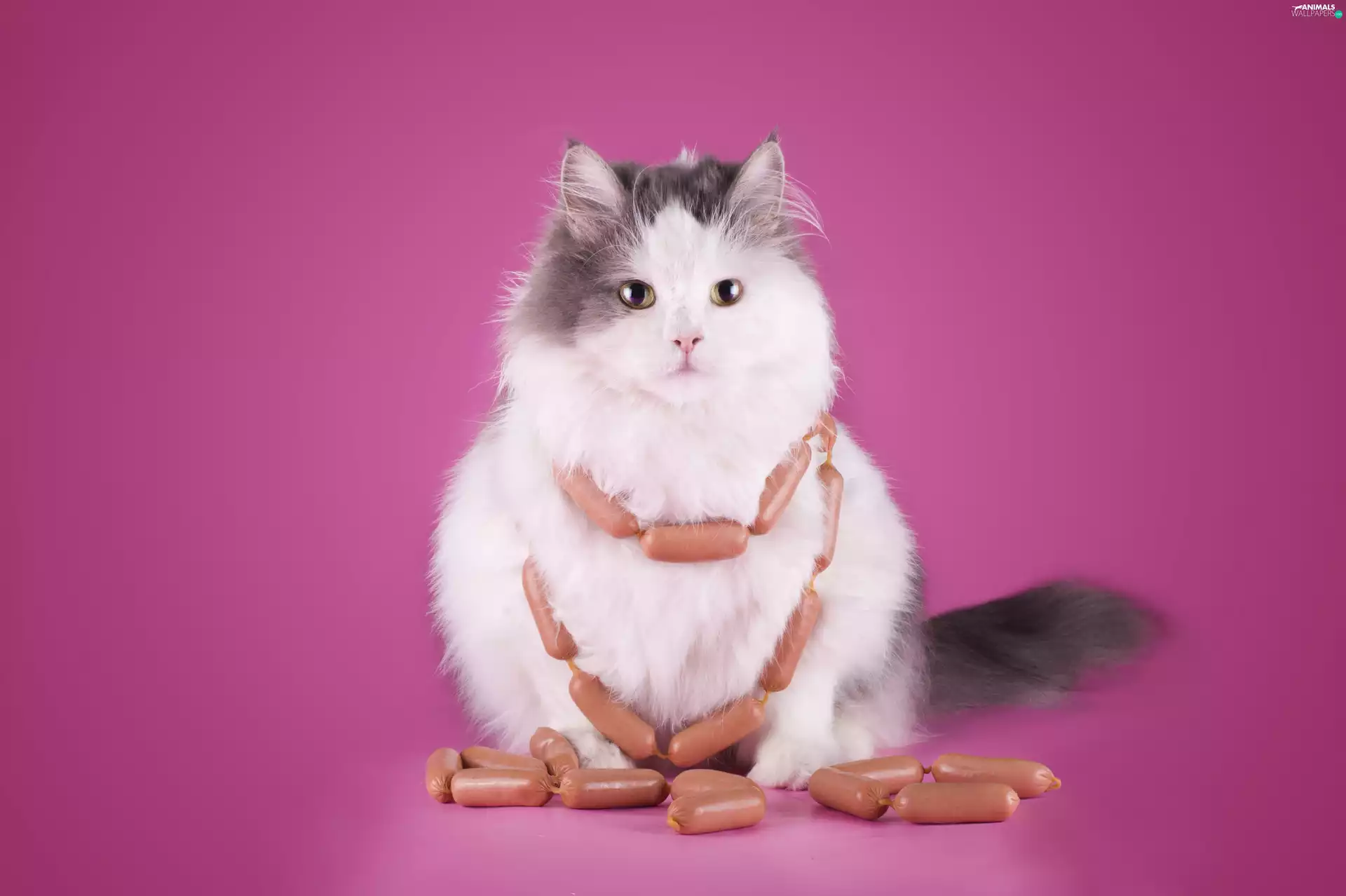 Funny, cat, sausages