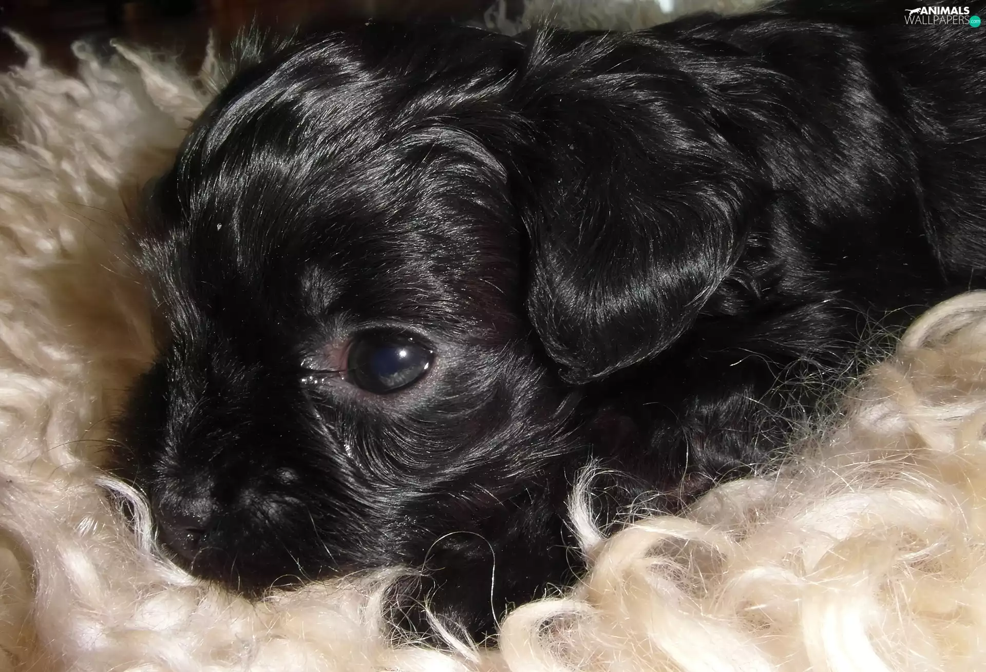 Fur, doggy, Black