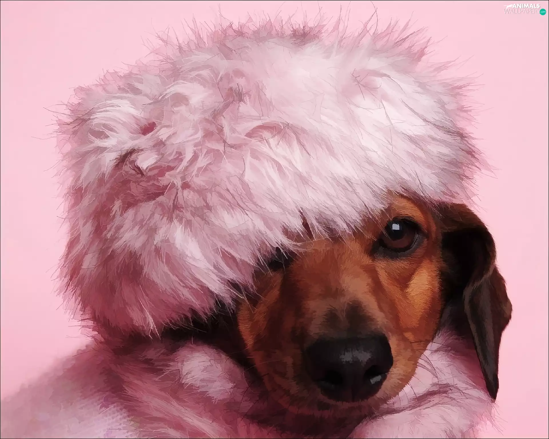 Hat, Sausage Dog, fur