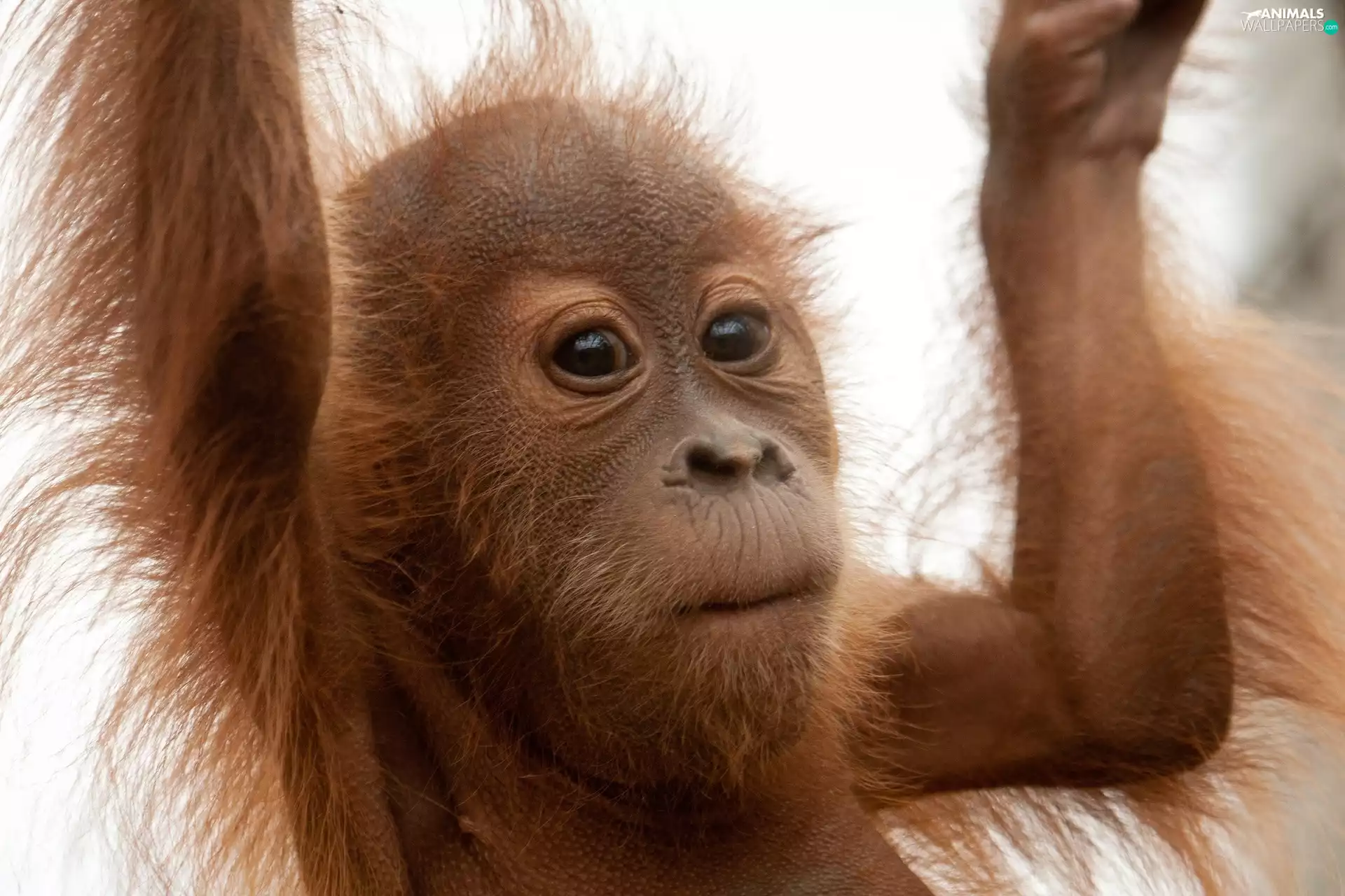 Fur, young, orangutan