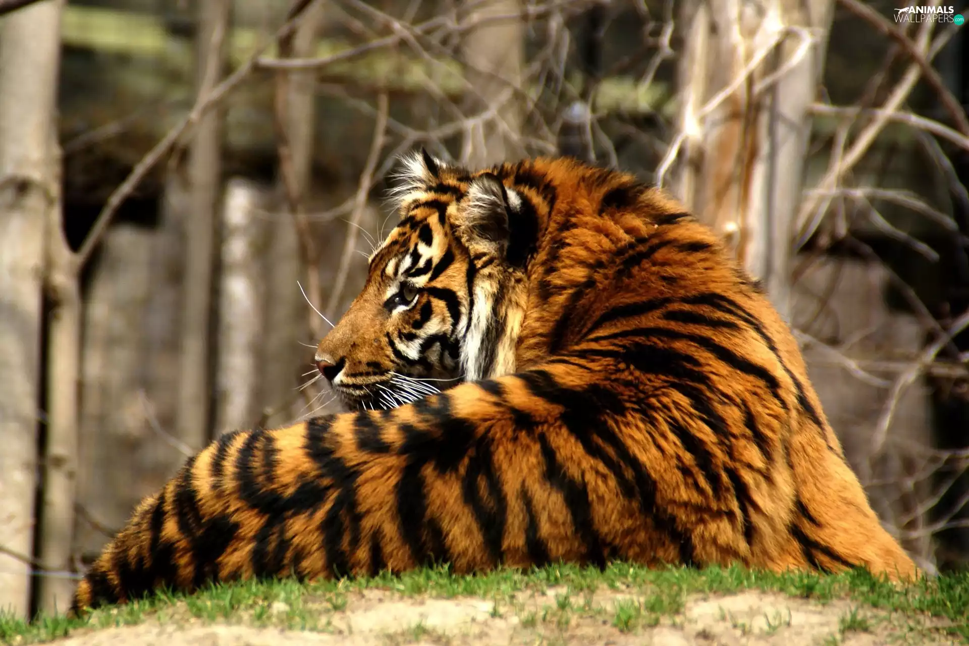 Fur, tiger, spine
