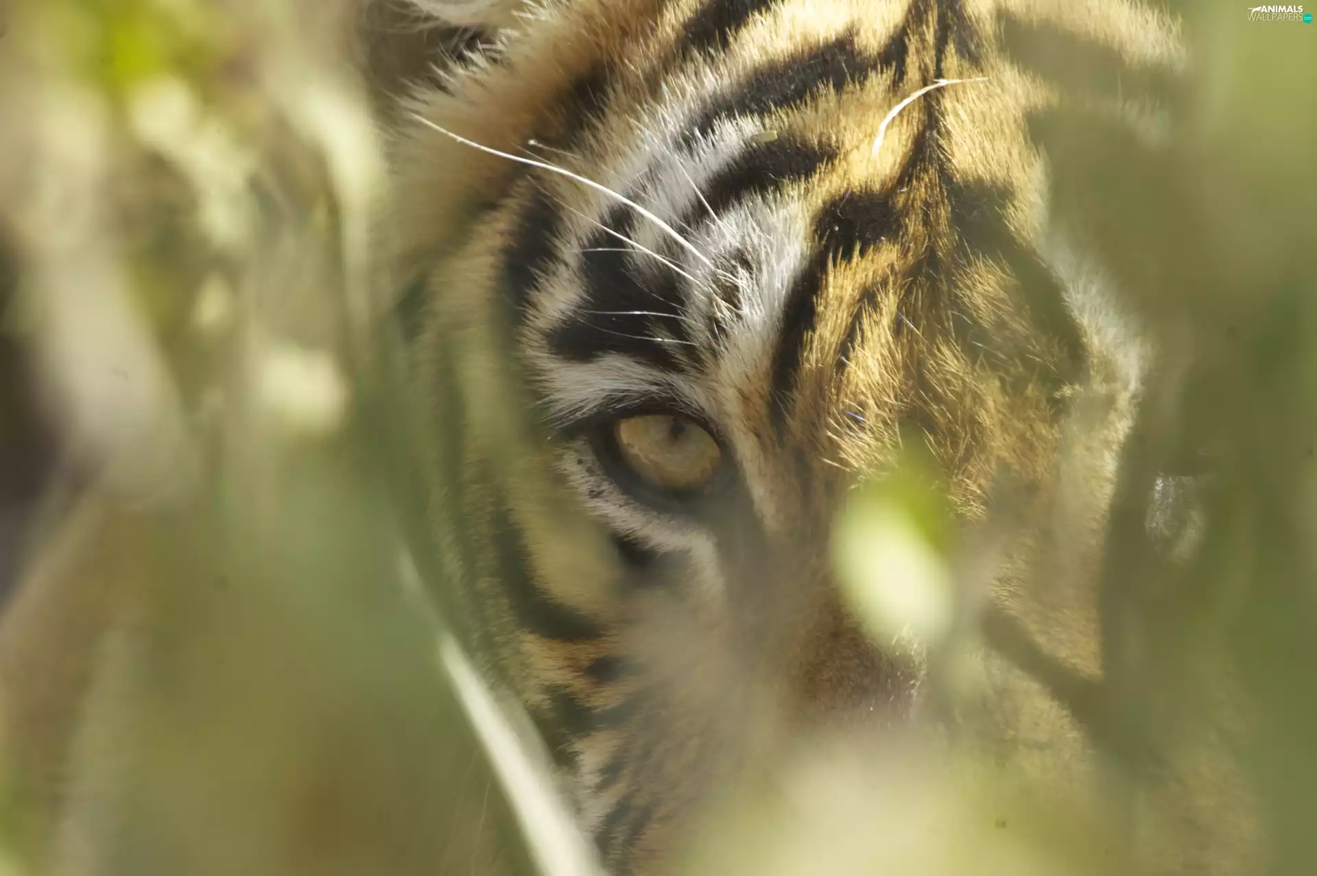 tiger, Fur, The look, green