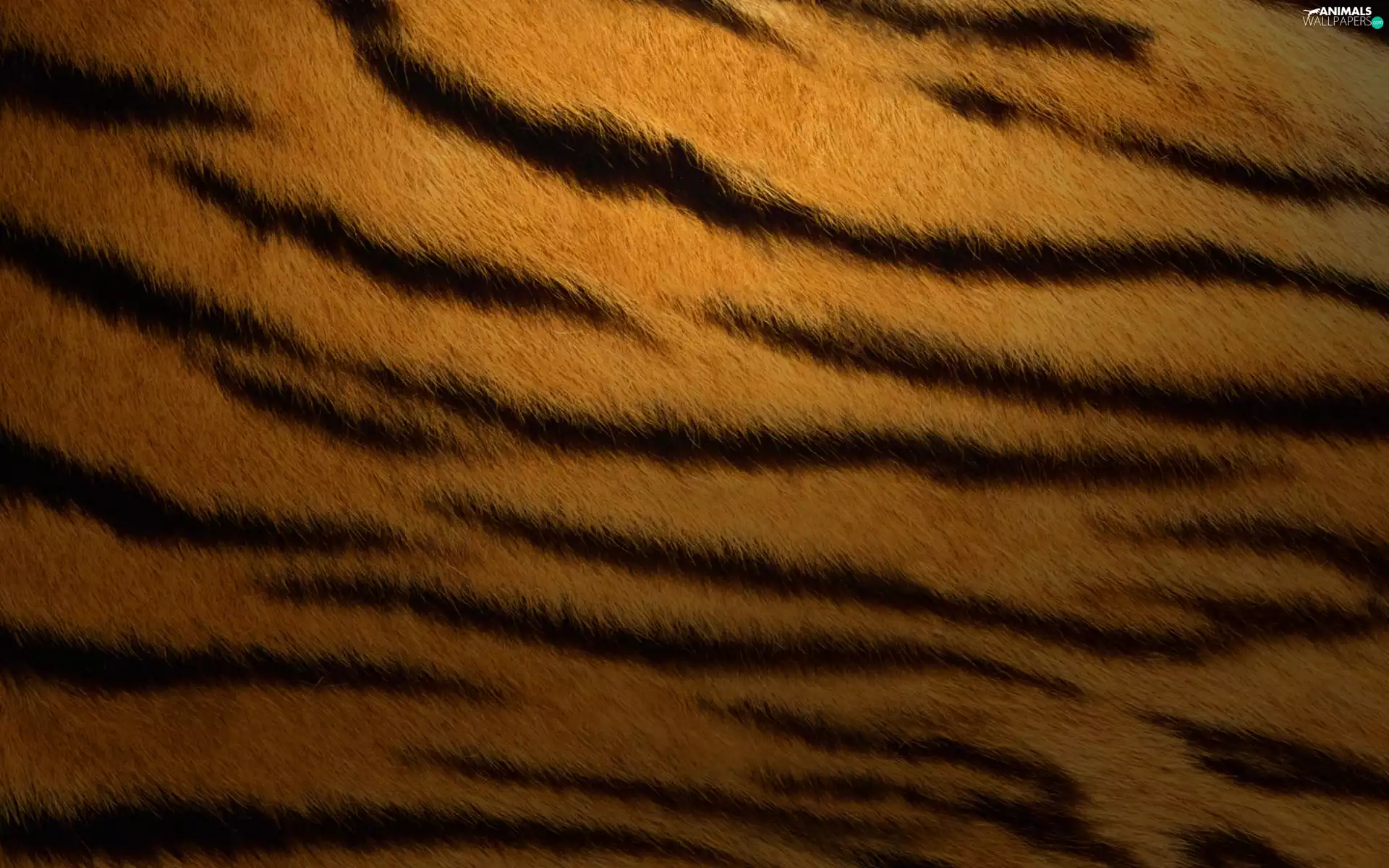 Fur, tiger
