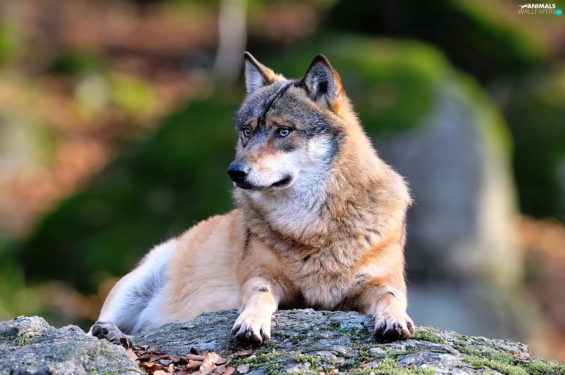 Wolf, resting, Rocks, Fur