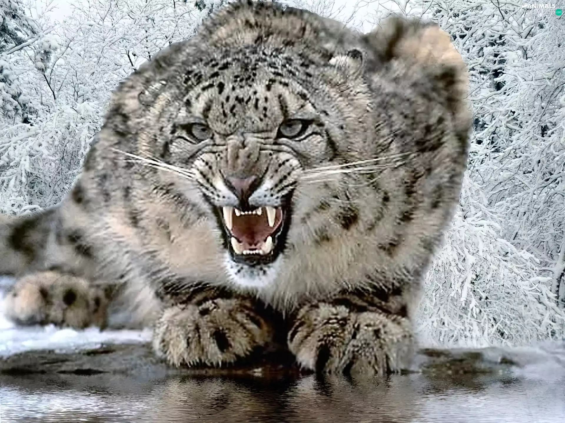 furious, snow leopard