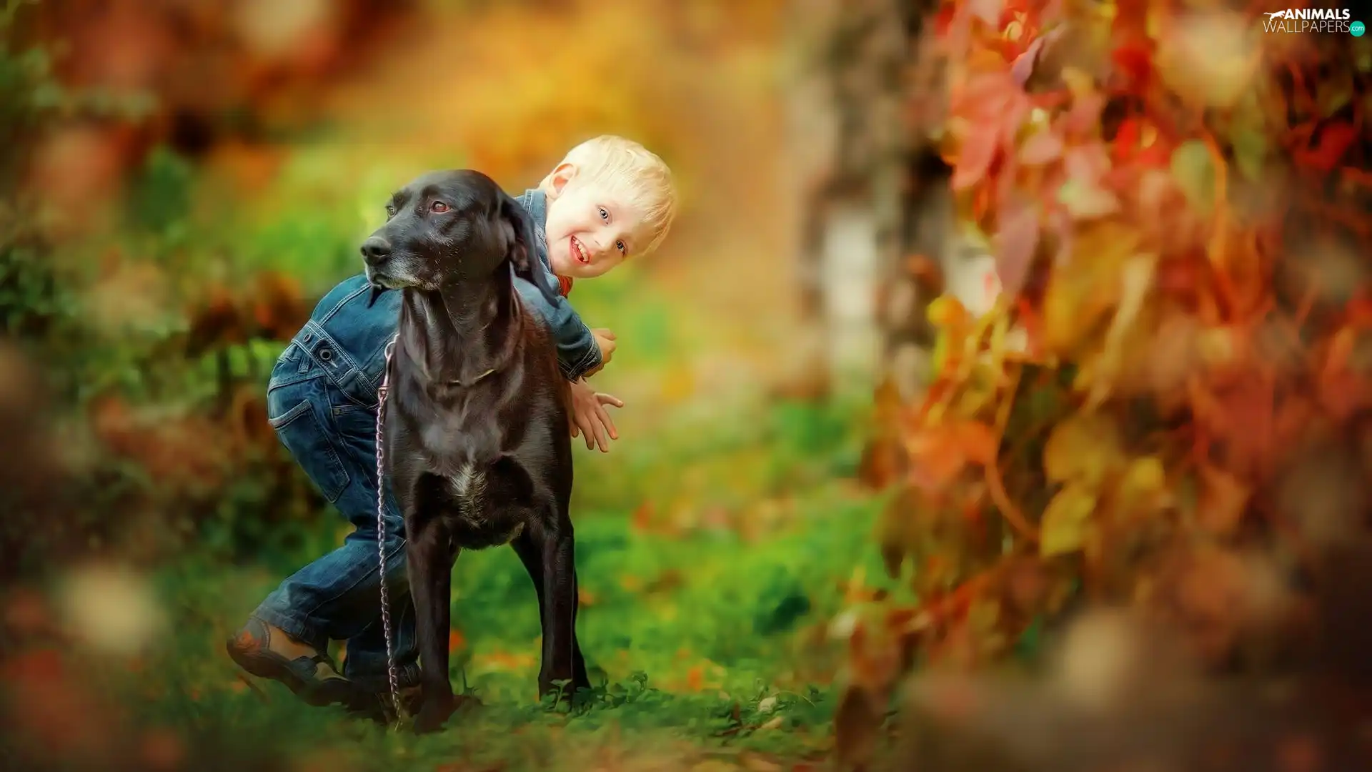 fuzzy, background, dog, Leaf, Kid