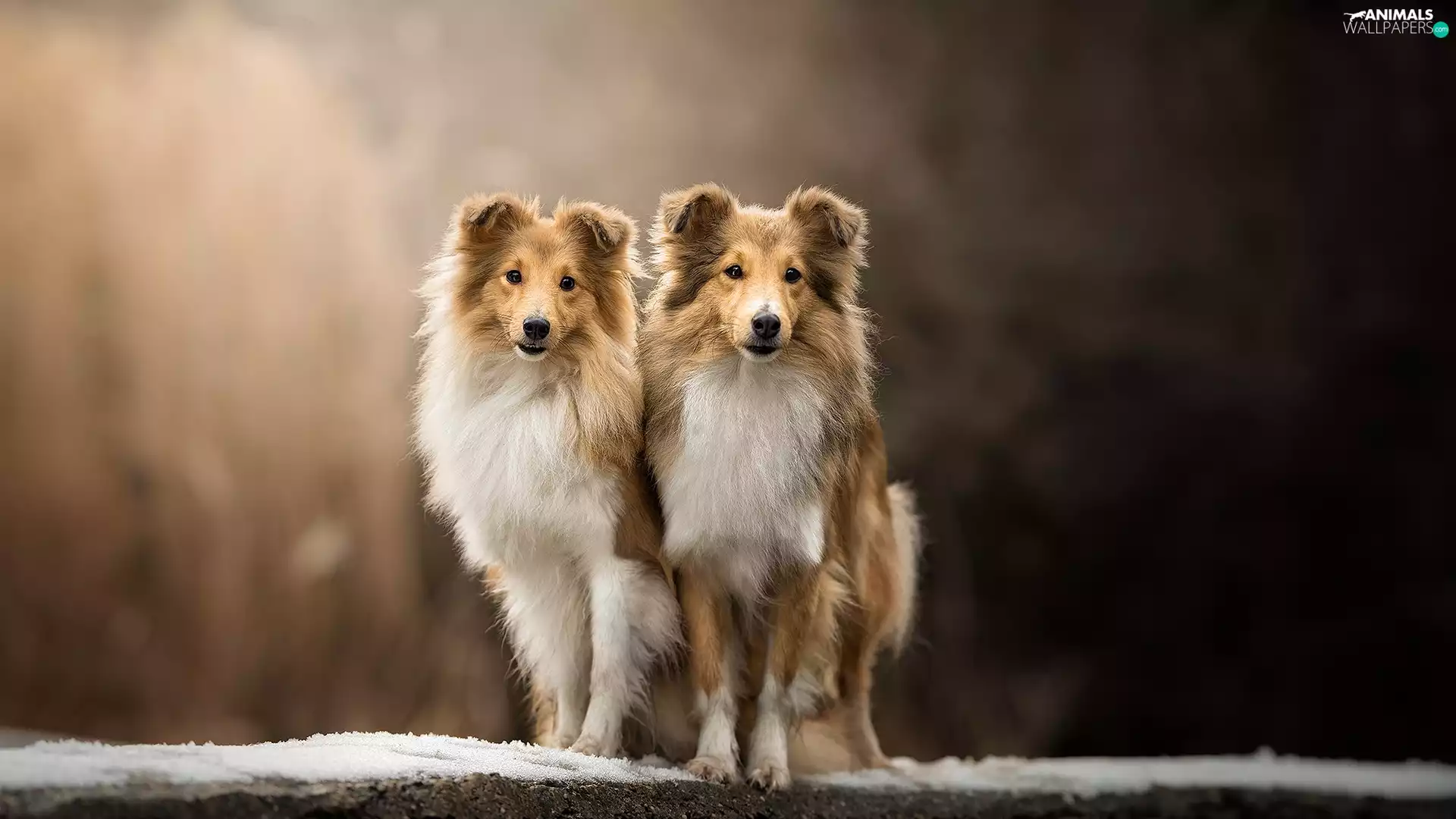 Dogs, fuzzy, background, Shetland Sheepdogs