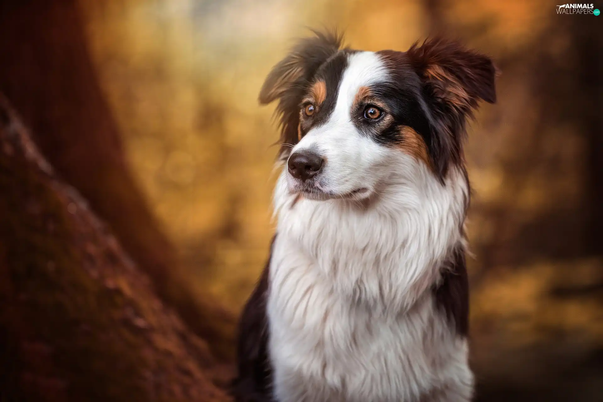 background, Border Collie, fuzzy