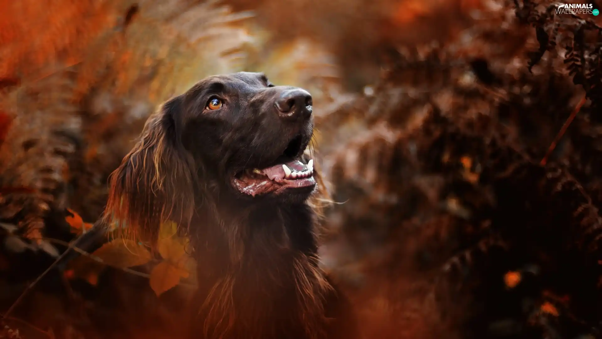 fuzzy, background, Irish Setter, muzzle, dog