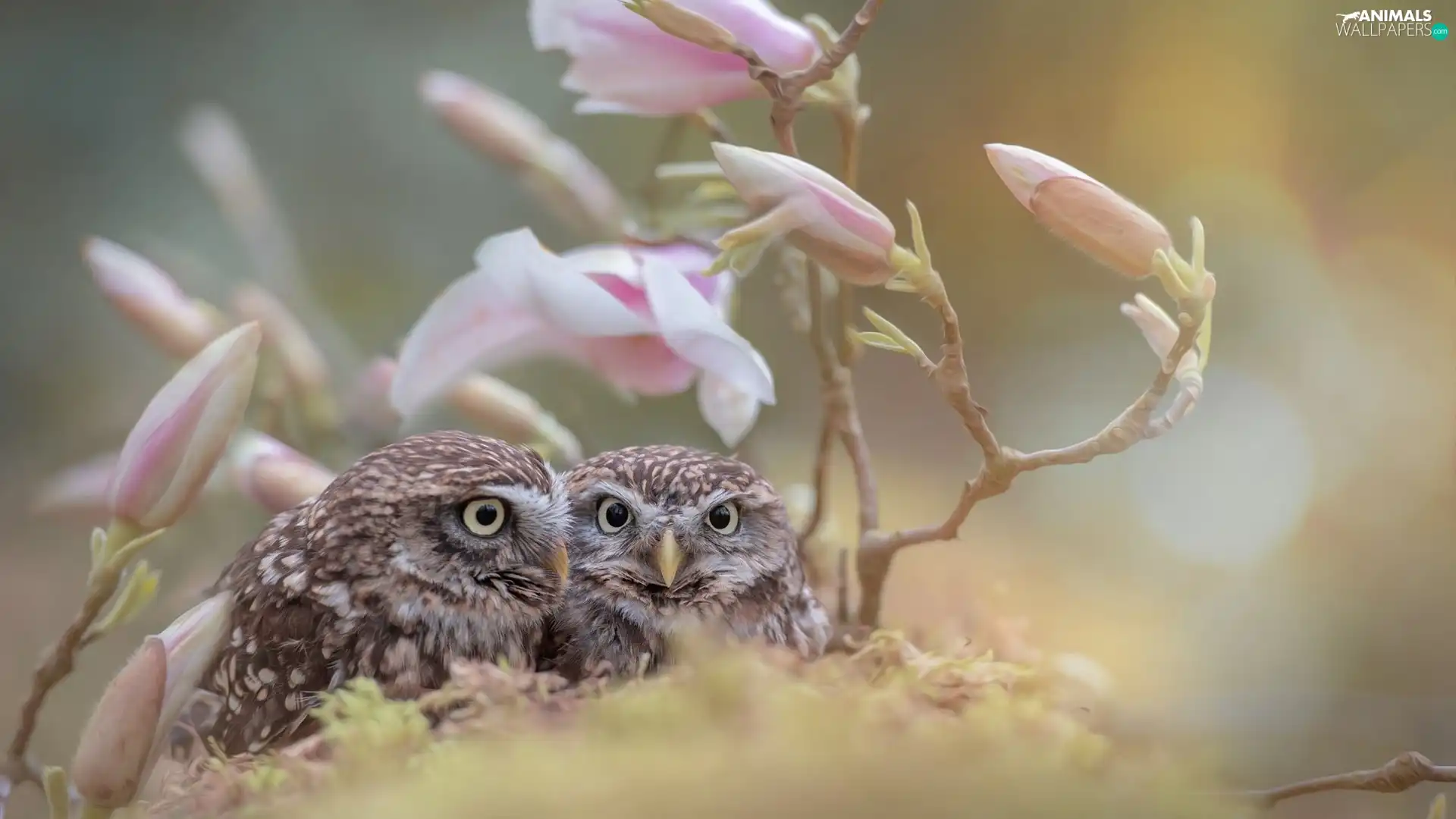 fuzzy, background, Little Owl, Magnolia, Owls