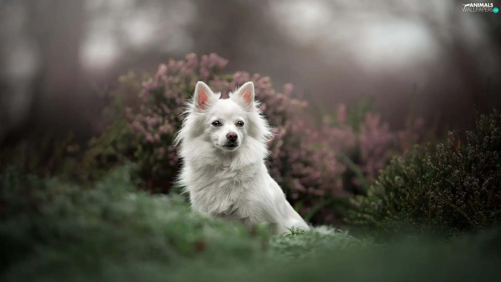 Japanese Spitz, White, fuzzy, heathers, muzzle, dog