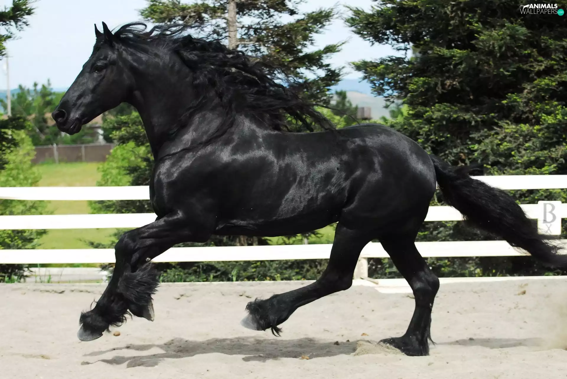 fence, gallop, Black, Horse, Beatyfull