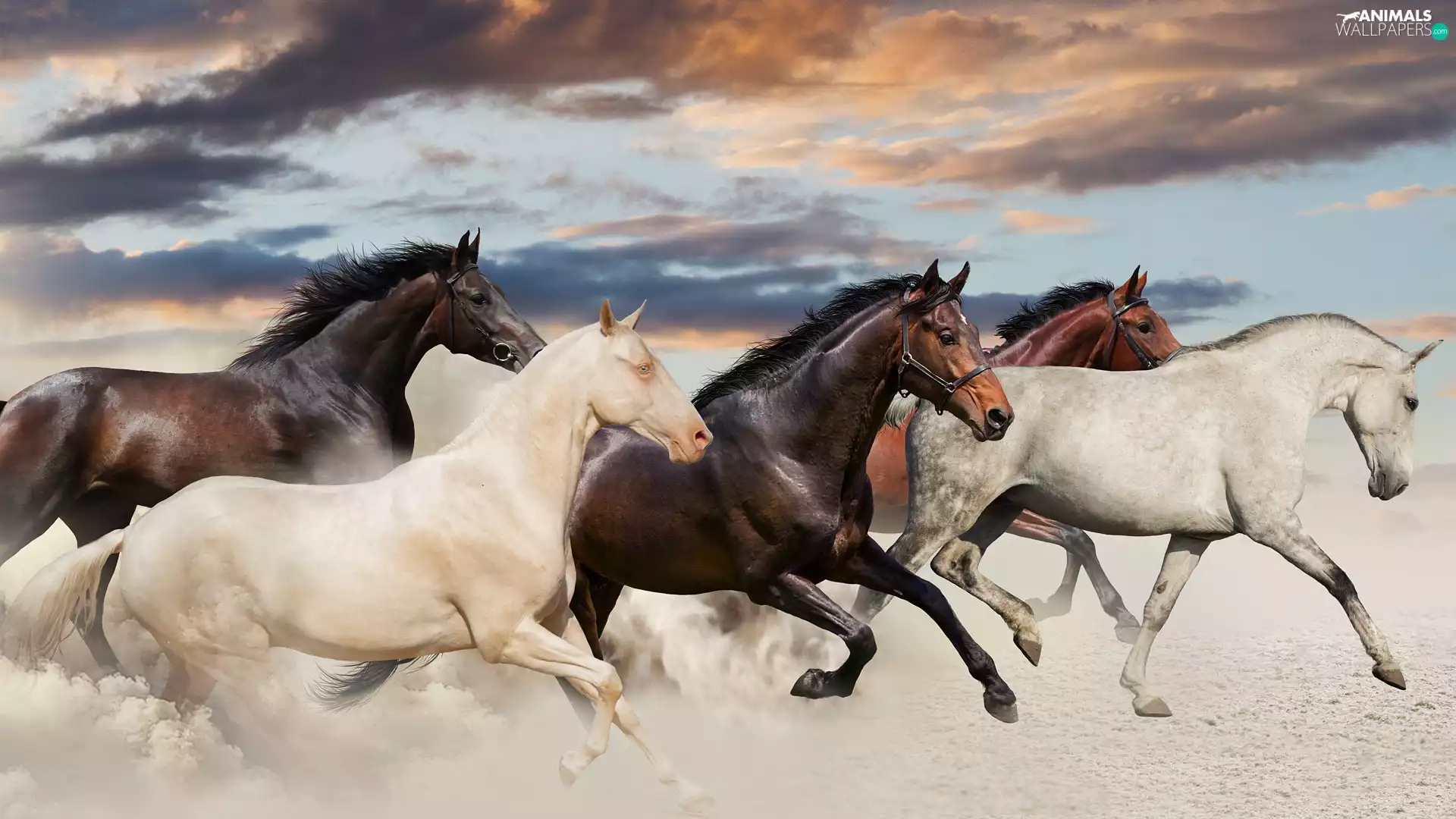 gallop, speeding, bloodstock