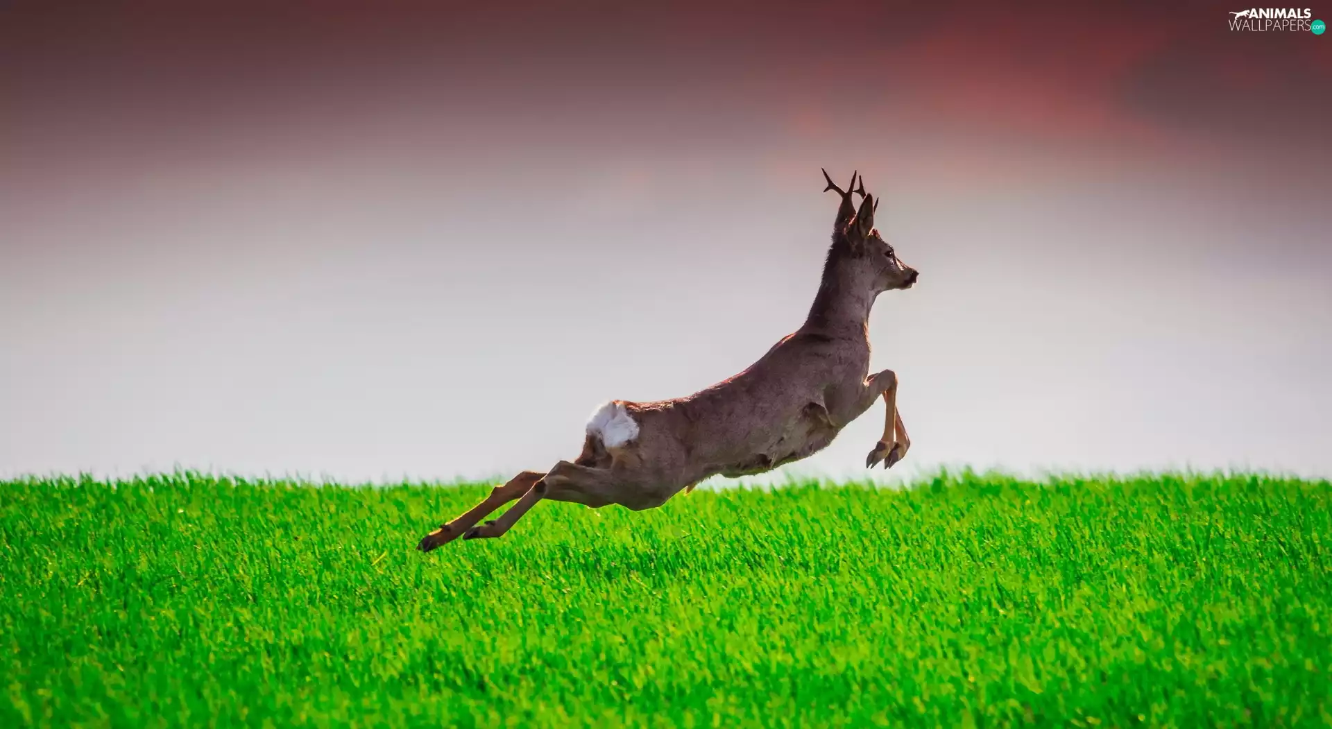gallop, deer, grass