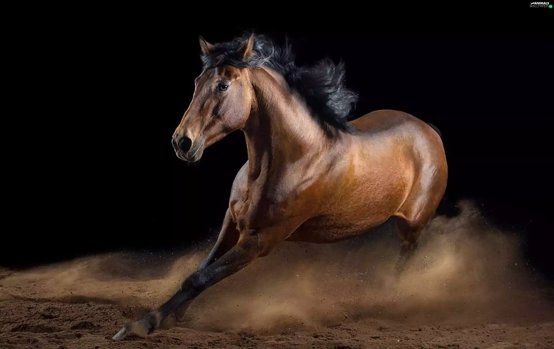 gallop, Beatyfull, Horse
