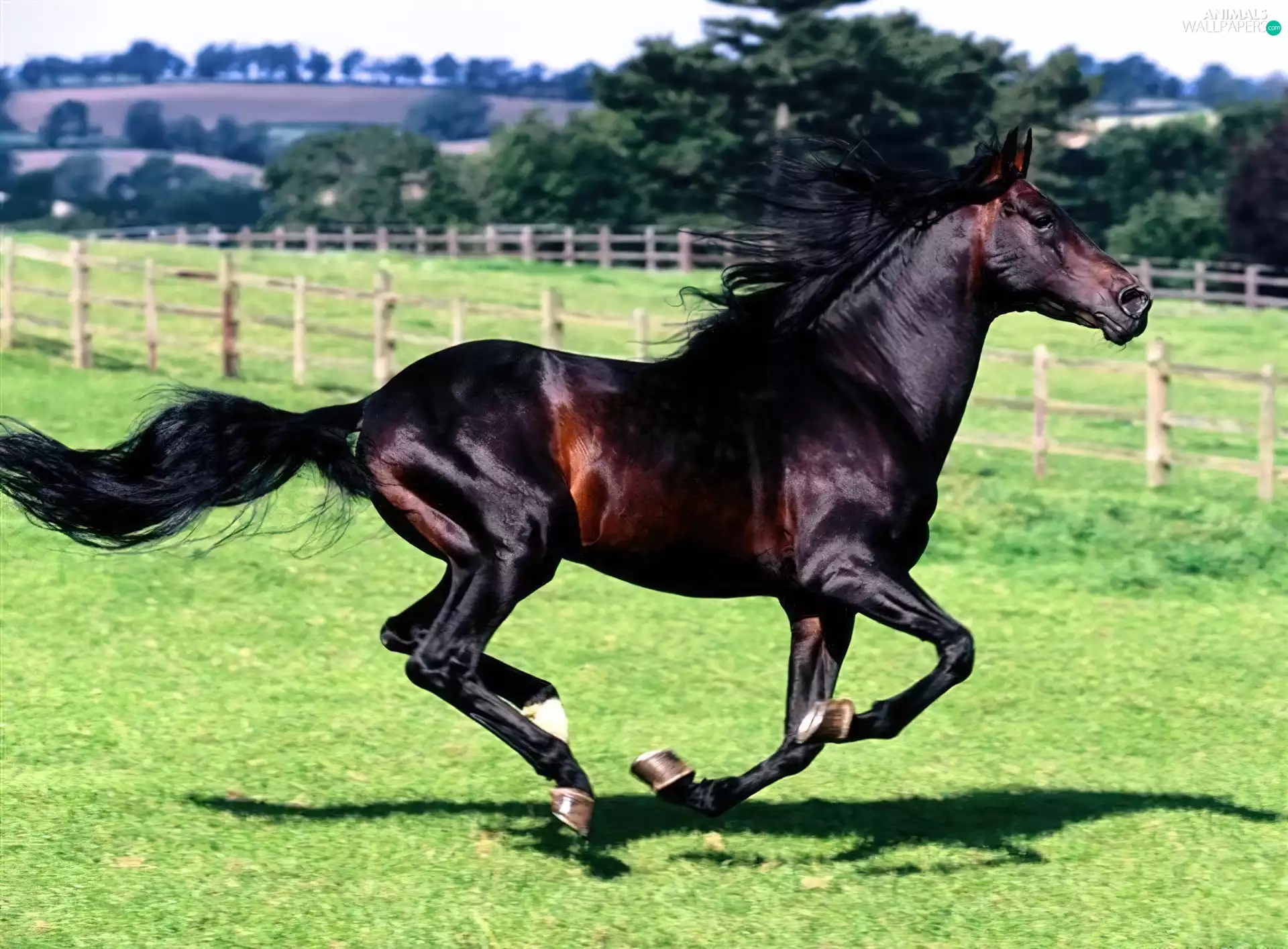 gallop, beautiful, Horse
