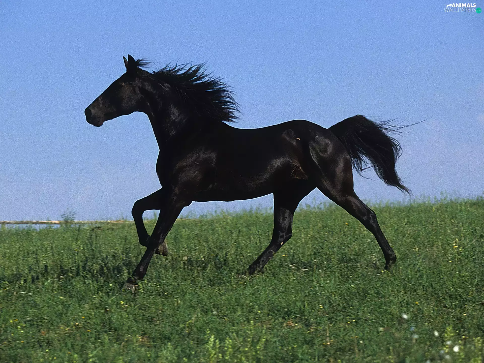 gallop, Black, Horse