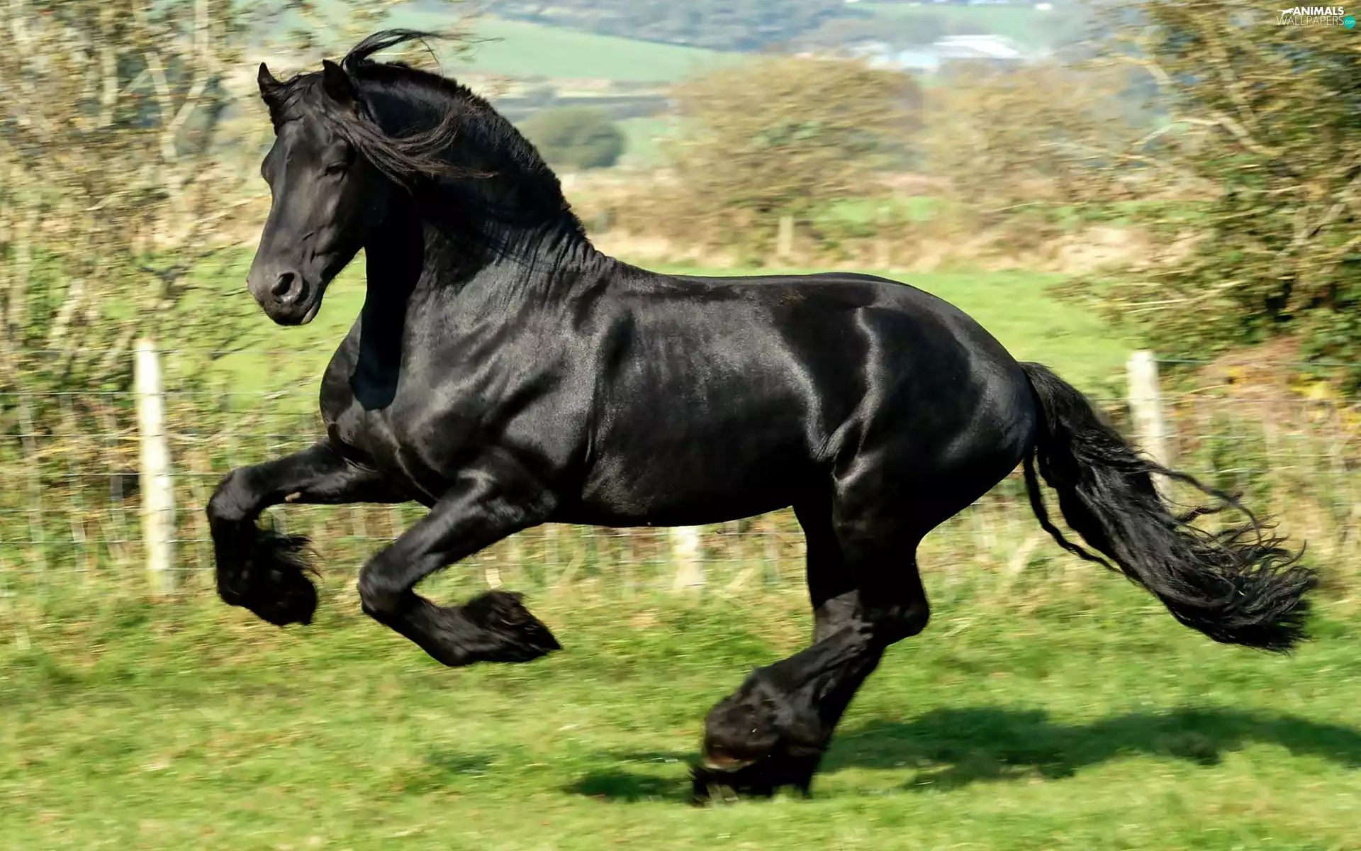 gallop, Black, Horse