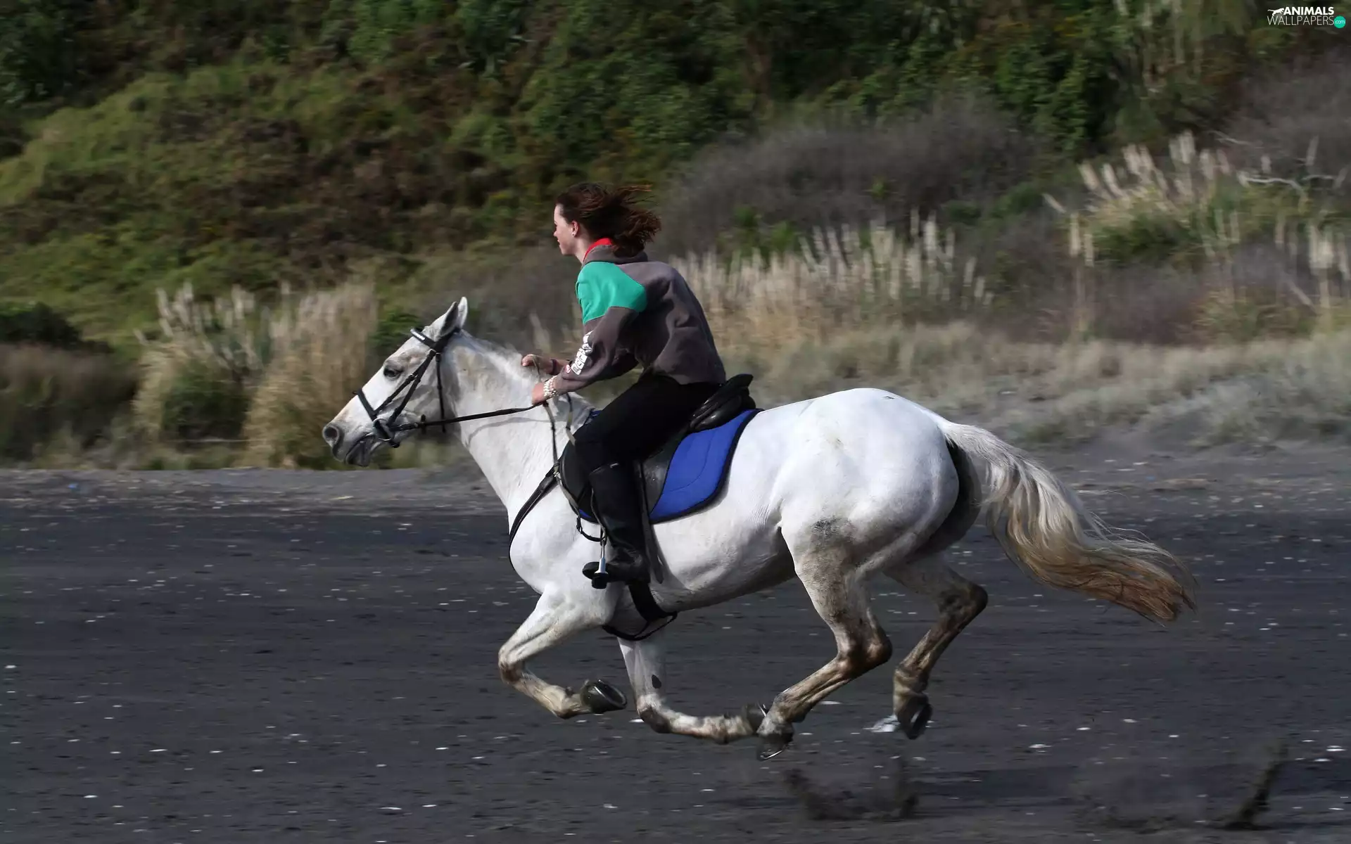 gallop, Horse, Women