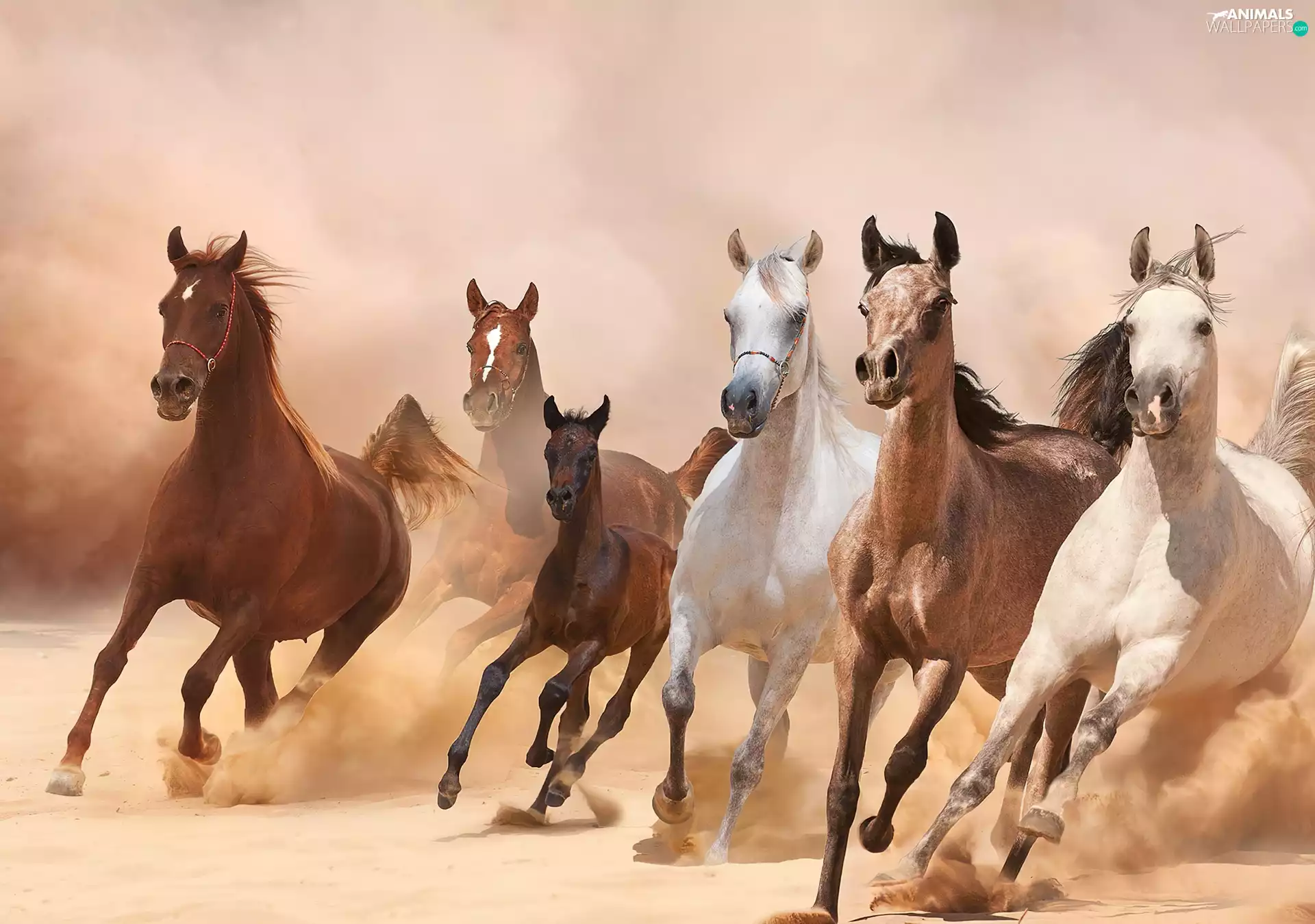 galloping, bloodstock