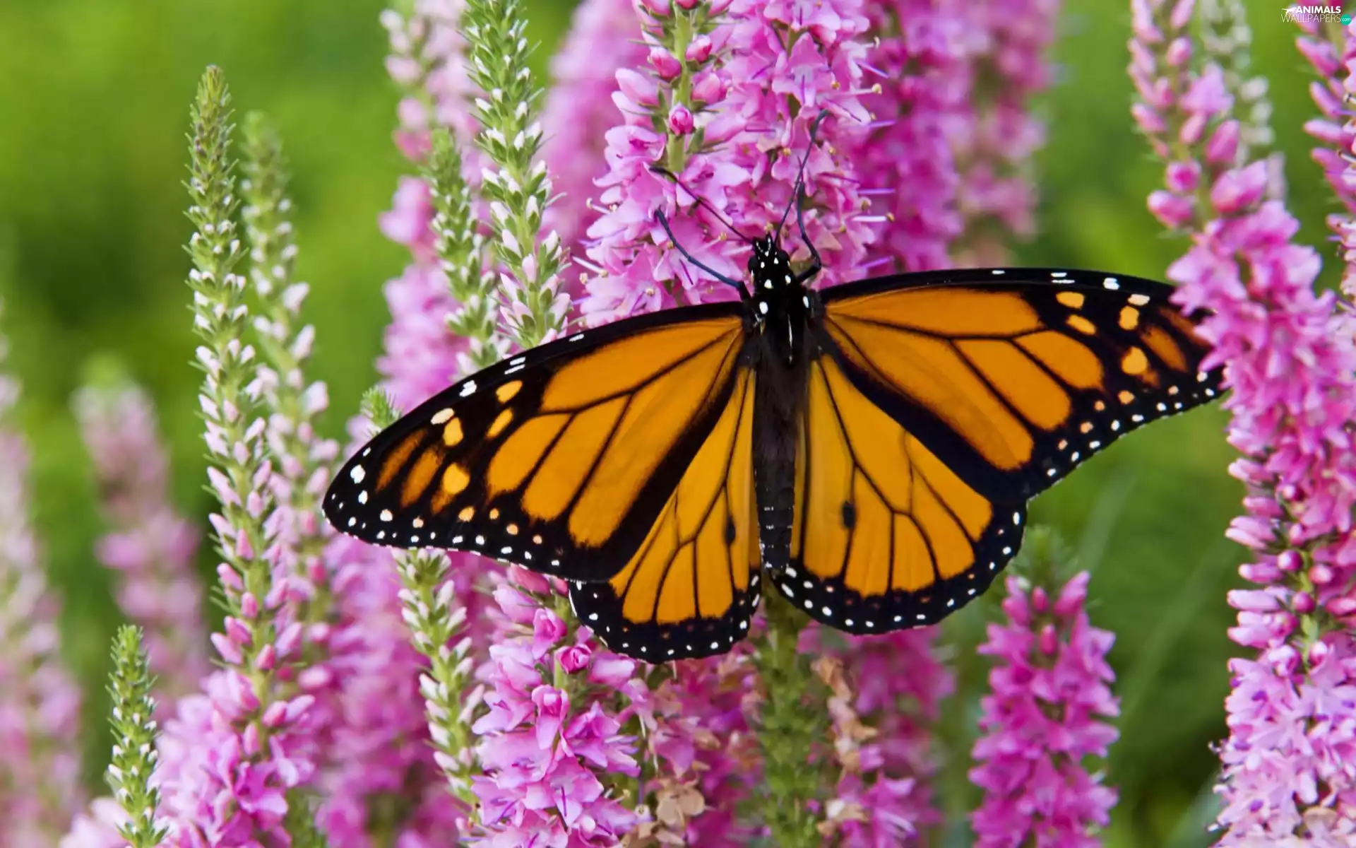 Flowers, Garden, butterfly, Monarch, Beatyfull