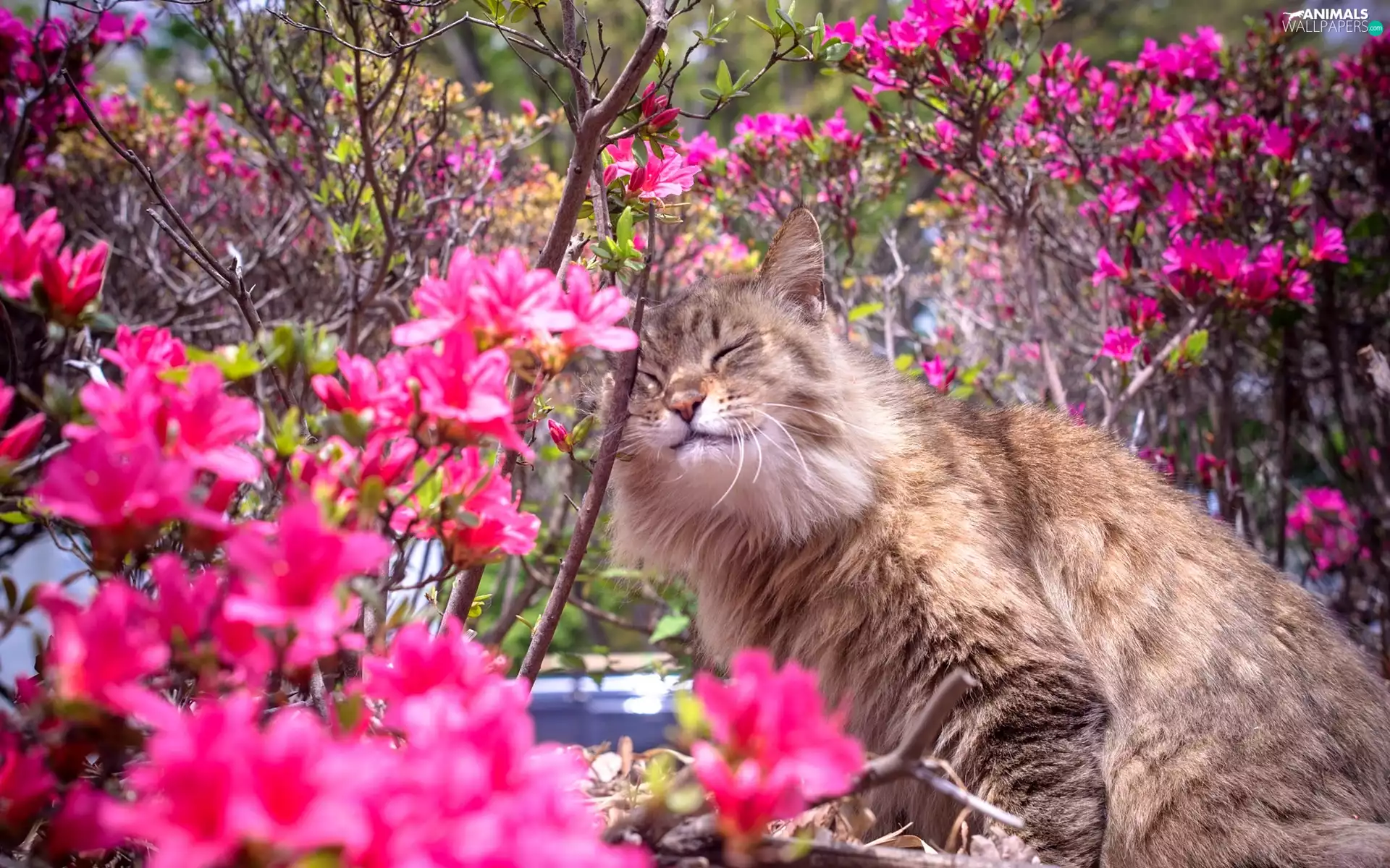 cat, rhododendron, summer, Garden