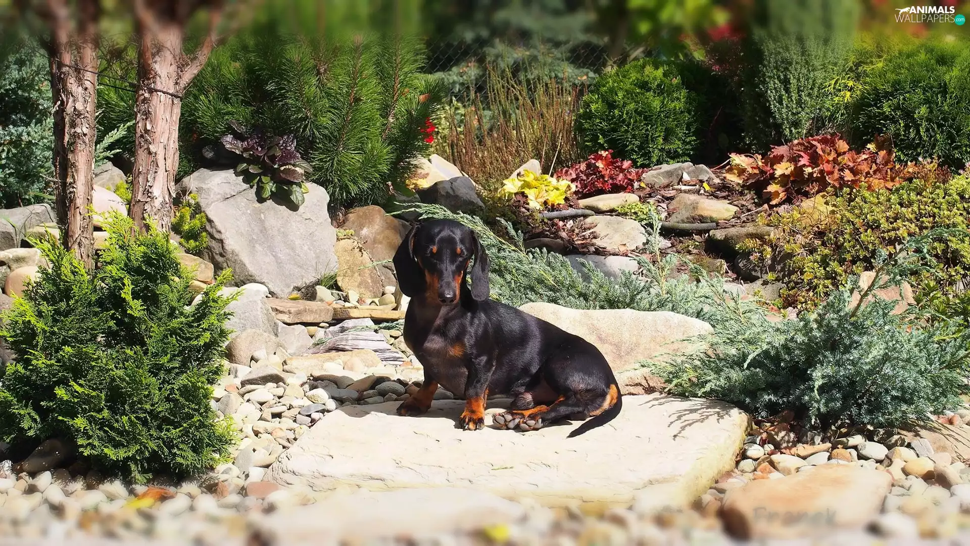 Garden, dachshund