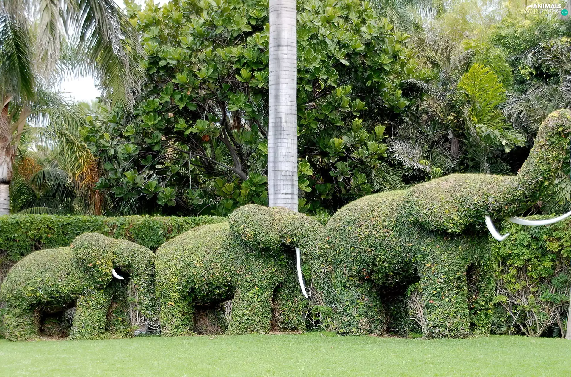 Elephants, trees, viewes, Garden