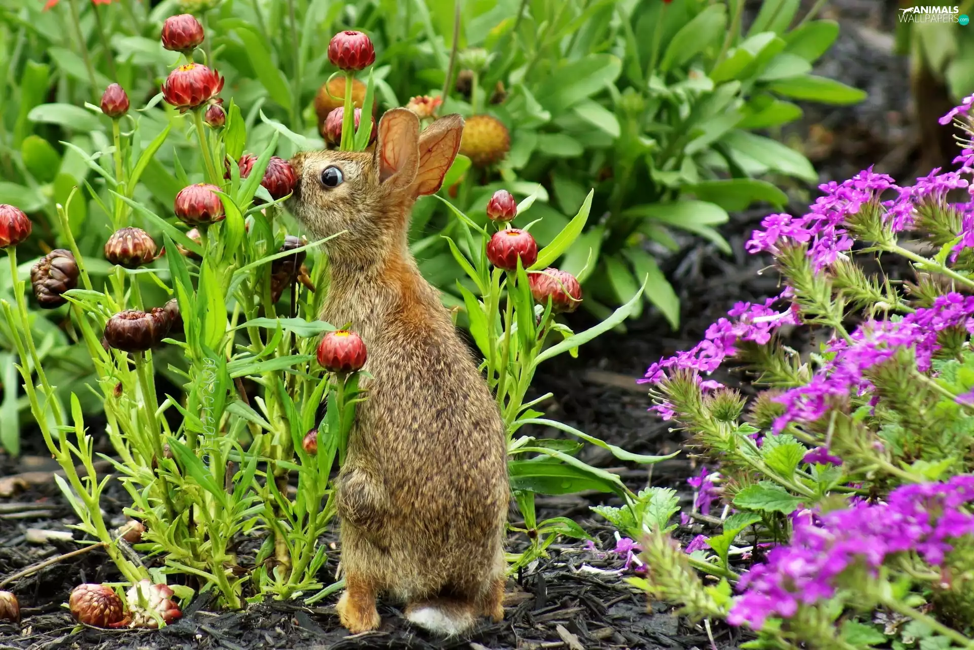 Flowers, Wild Rabbit, garden